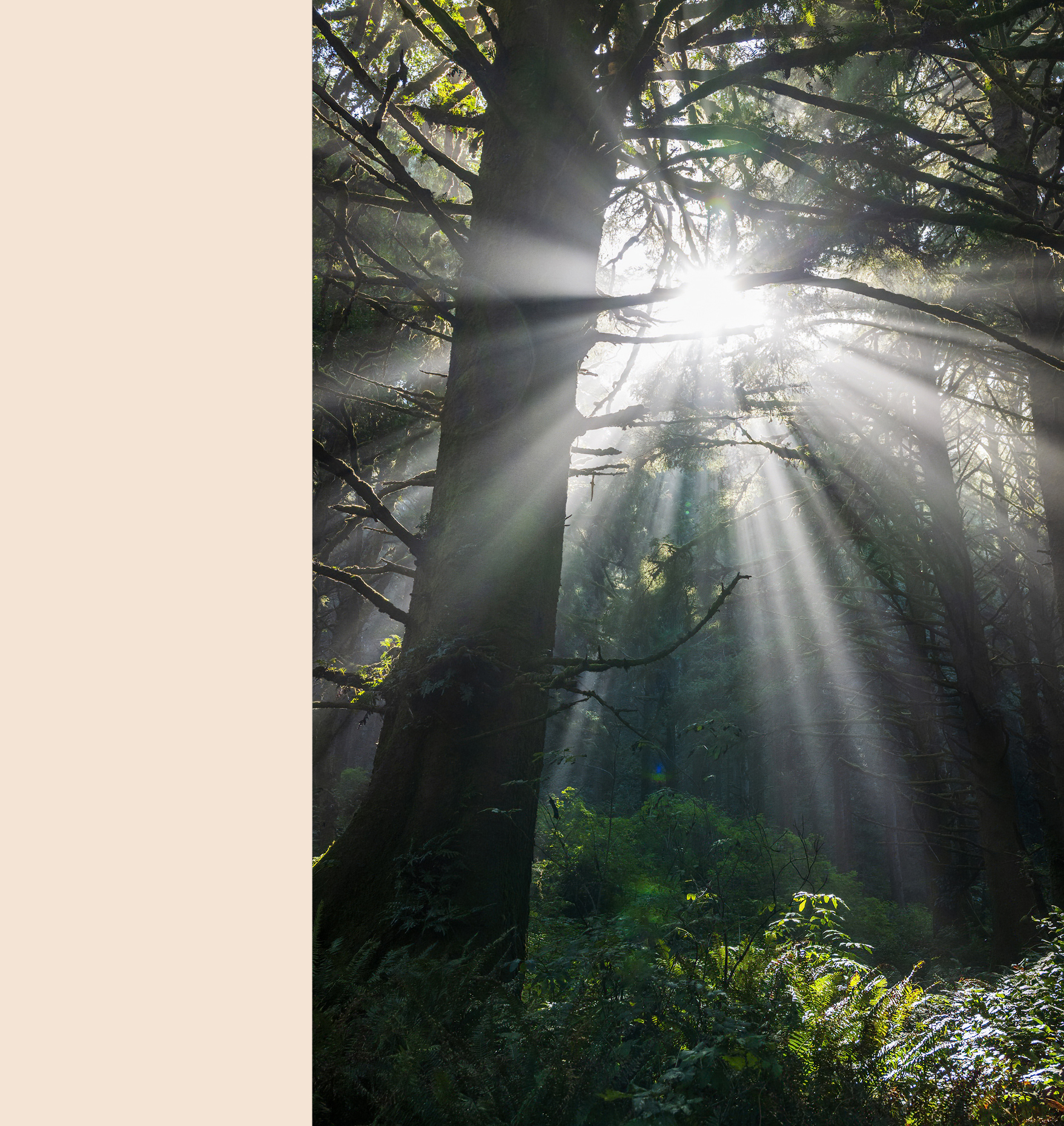 Dramatic morning light filters through the mist & large trees; Cape Perpetua Scenic Area; near Yachats; Oregon; USA