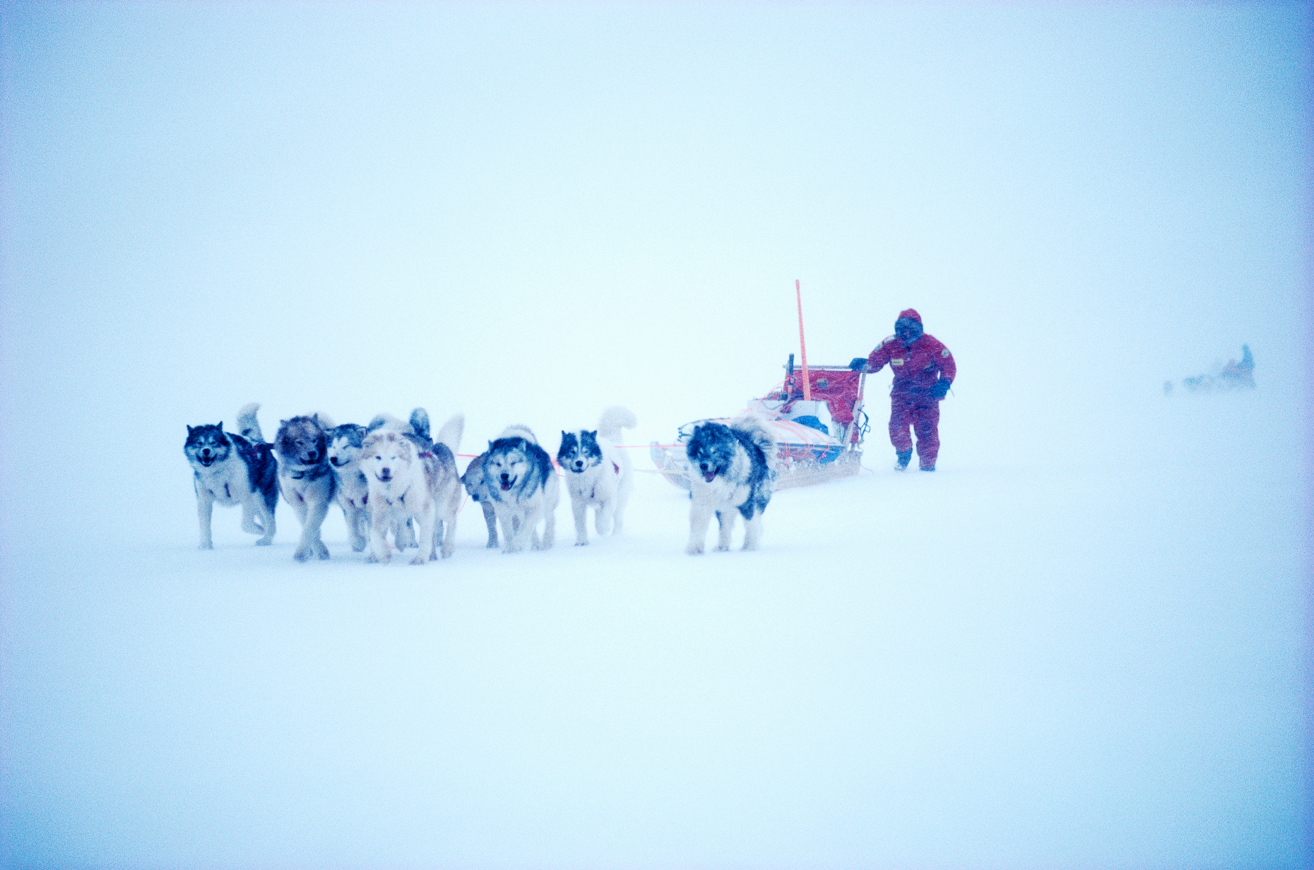 Dogsled