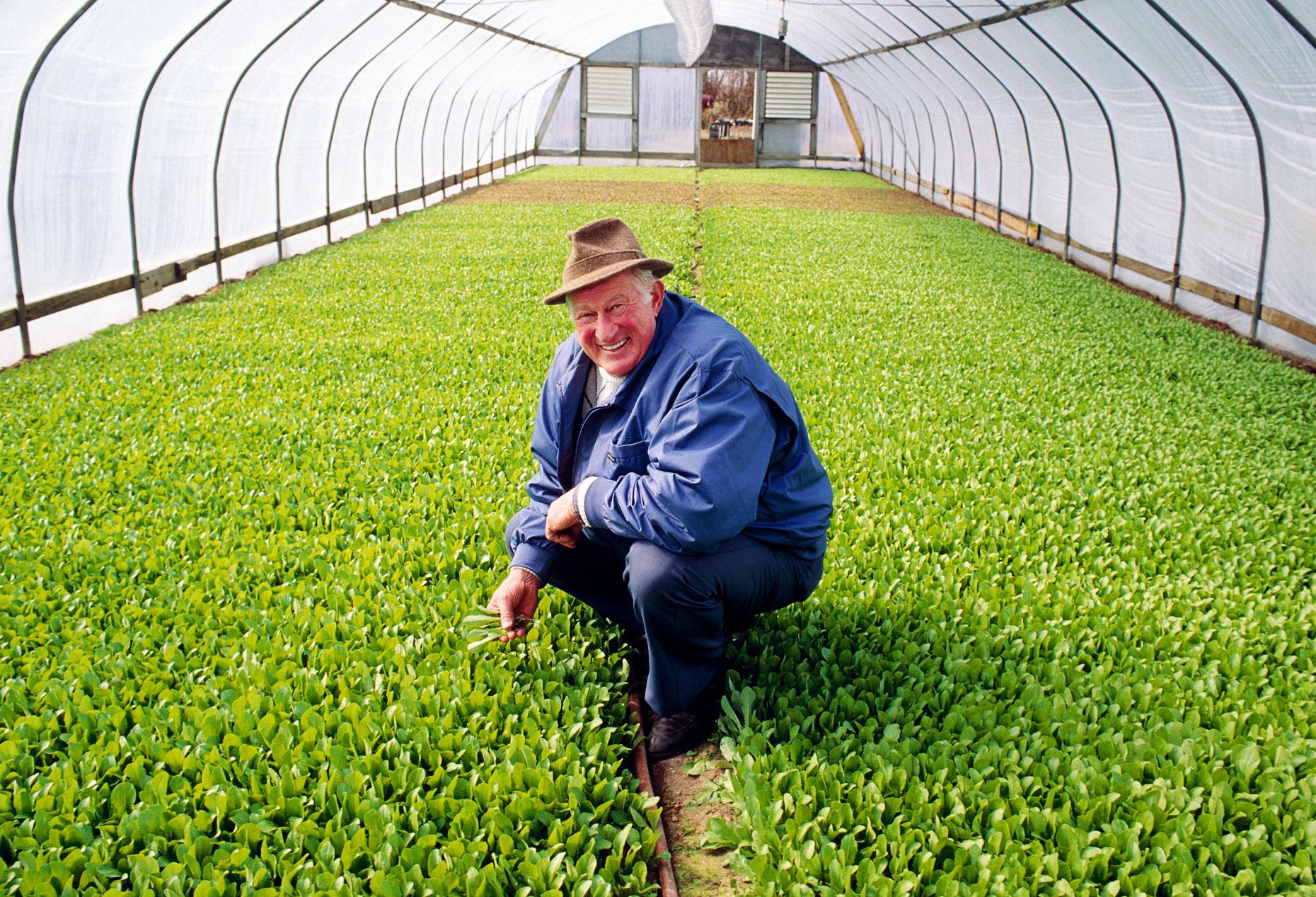 Farmer poses in a greenhouse full of lush green romaine lettuce