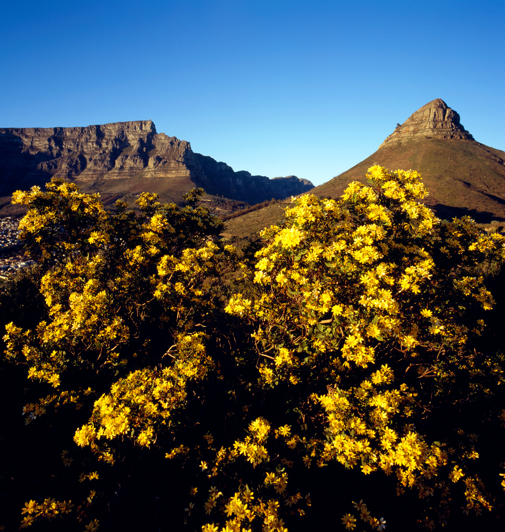 Table Mountain (left) & Lion