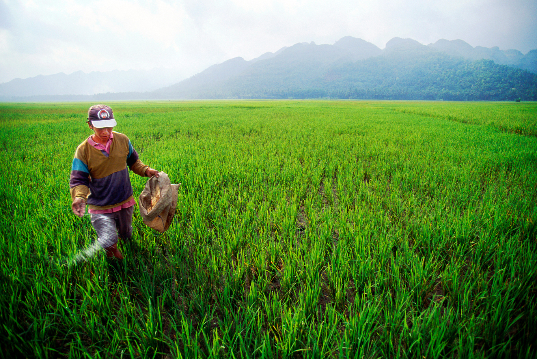Man hand sewing rice seed in paddies between Adipala & Ayah, sou