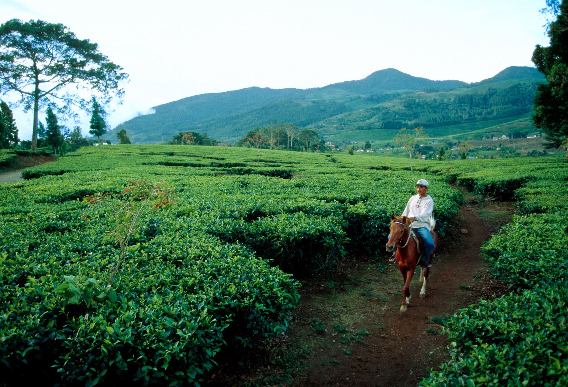 Man riding horse through tea plantations by Puncak Pass, east of Bogor, Java, Indonesia