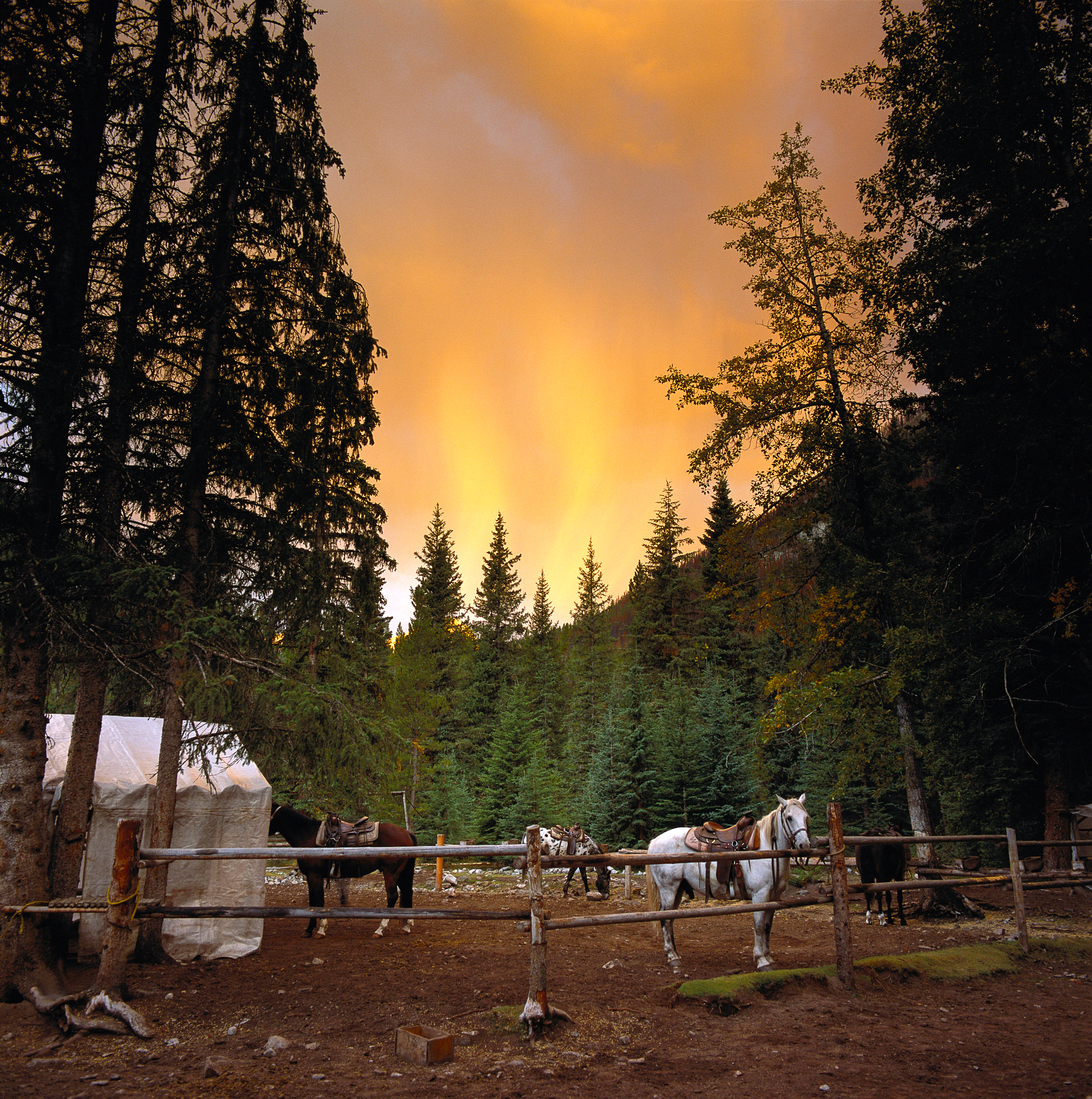 A forest fire paints the sunrise sky pink, horse corral, Banff National Park, Alberta, Canada