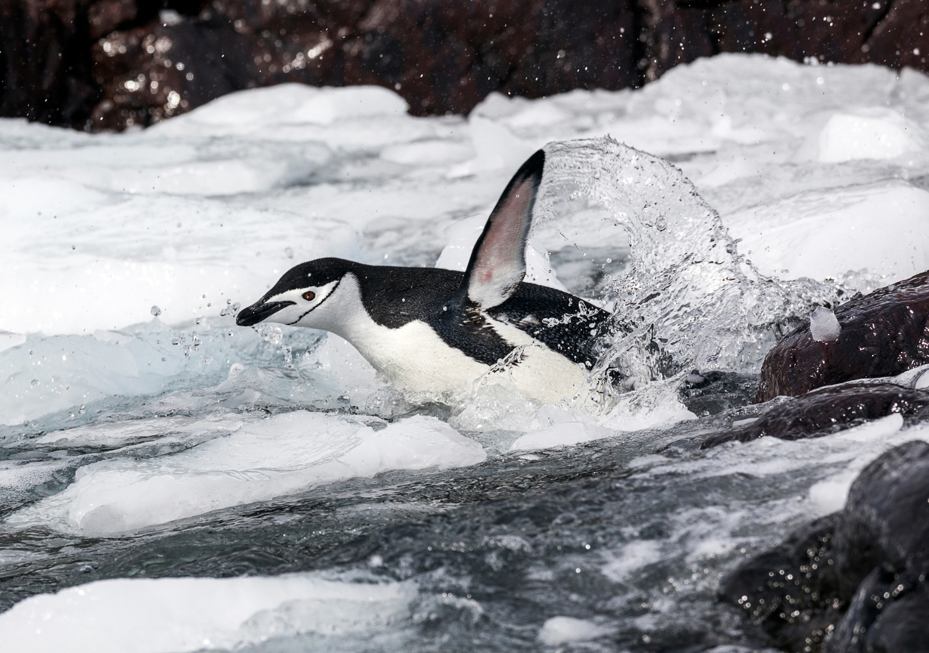 Swimming Chinstrap Penguin; Pygoscelis antarcticus; ringed penguin; bearded penguin; stonecracker penguin; Rongé Island; Arctowski Peninsula; Antarctica