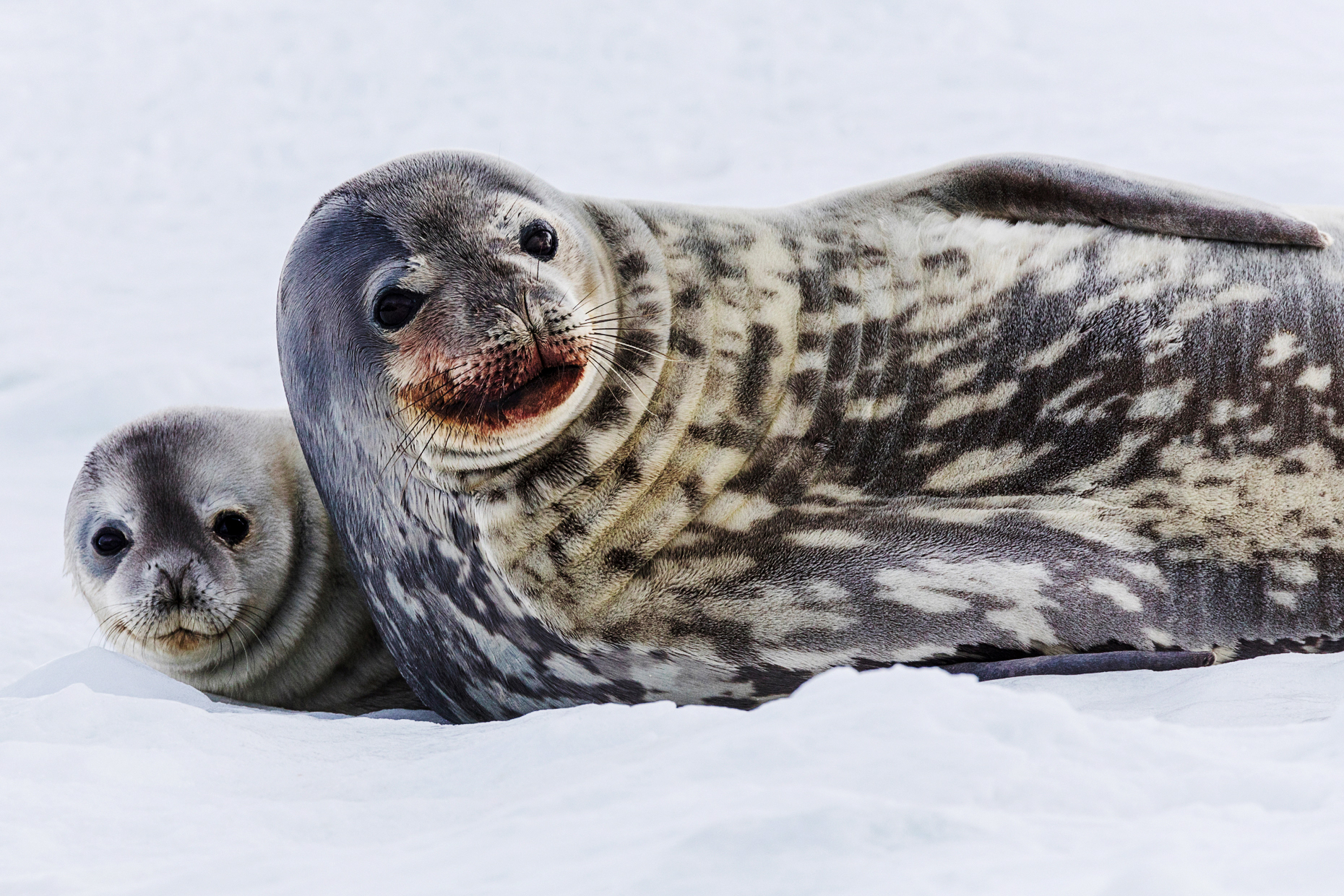 Weddell female seal with pup; Leptonychotes weddellii; Phocidae; Half Moon Island; Antarctica