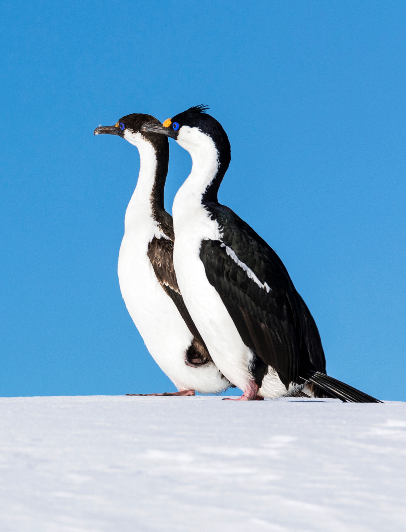 Cormorants; Antarctic shag; Leucocarbo bransfieldensis; blue-eyed shag; bird; Nansen Island; Antarctica