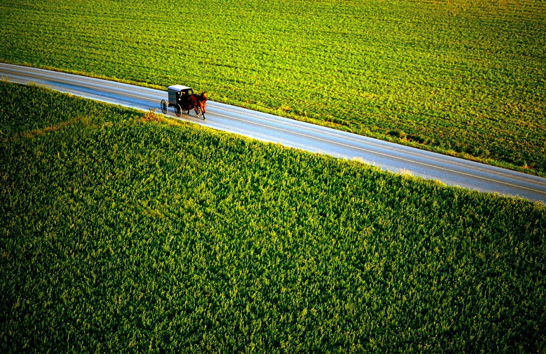 Low altitude aerial view of Amish horse & buggy on rural country road surrounded by corn fields