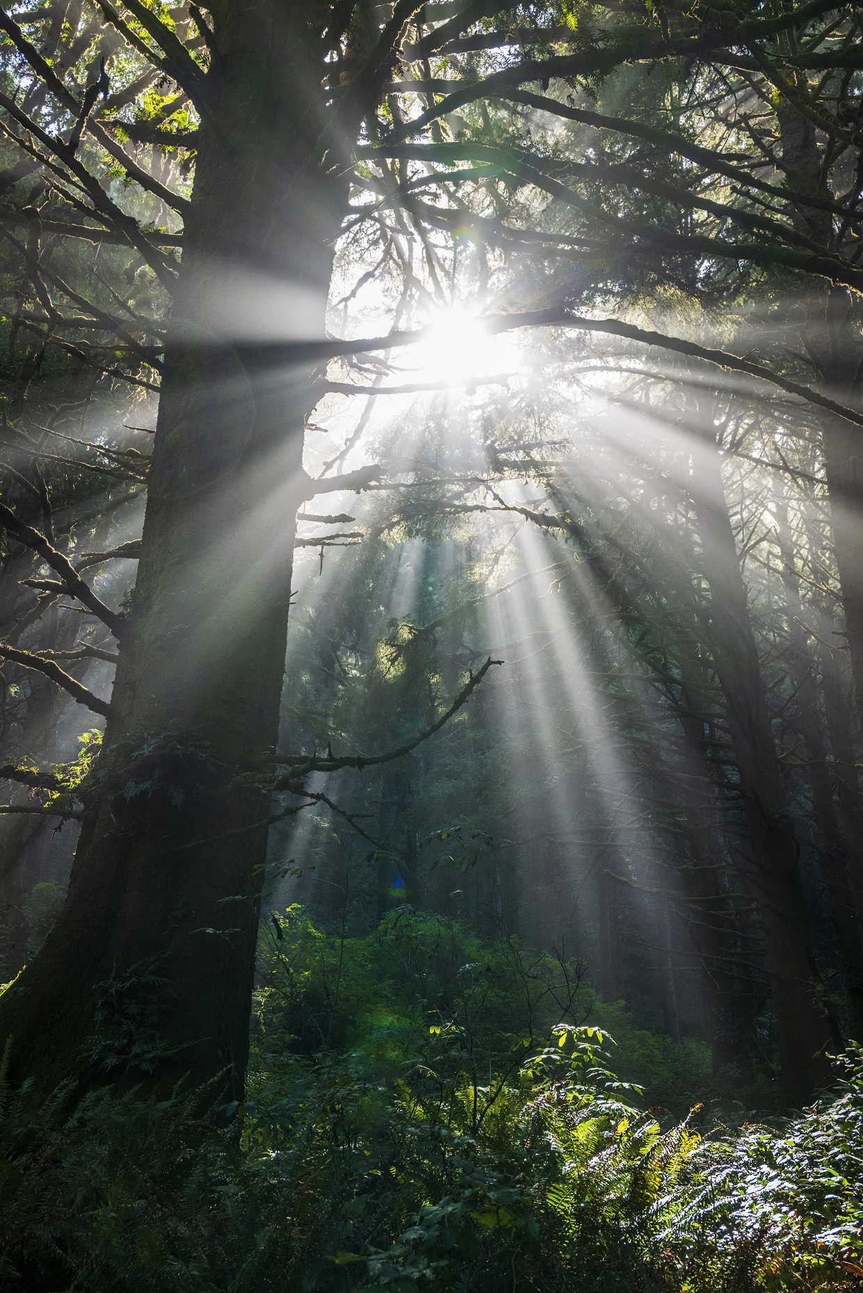 Dramatic morning light filters through the mist & large trees; Cape Perpetua Scenic Area; near Yachats; Oregon; USA
