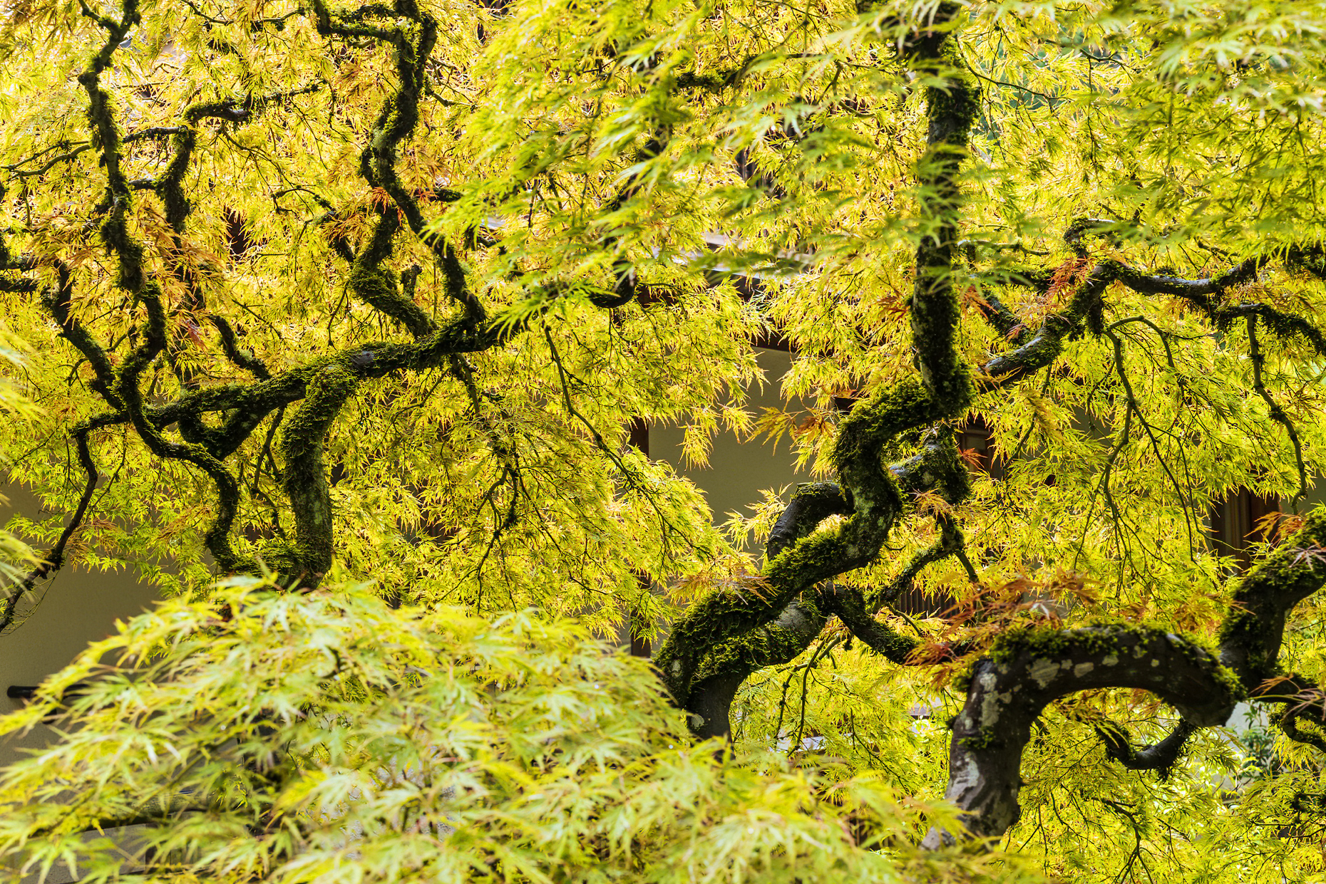 Autumn colors; Portland Japanese Gardens; Portland; Oregon; USA