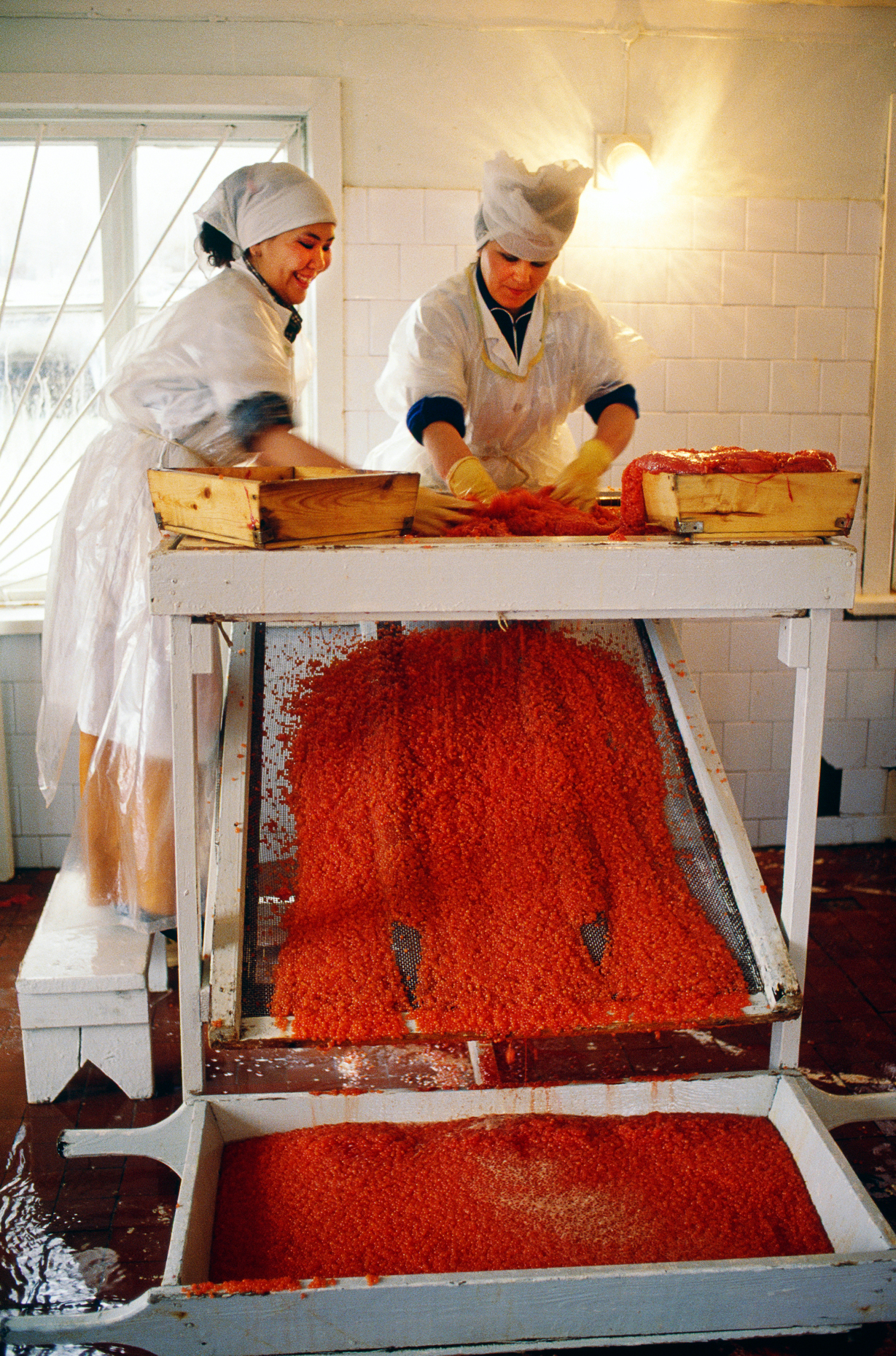 Woman working in a salmon & caviar processing plant, Ust Belaya,