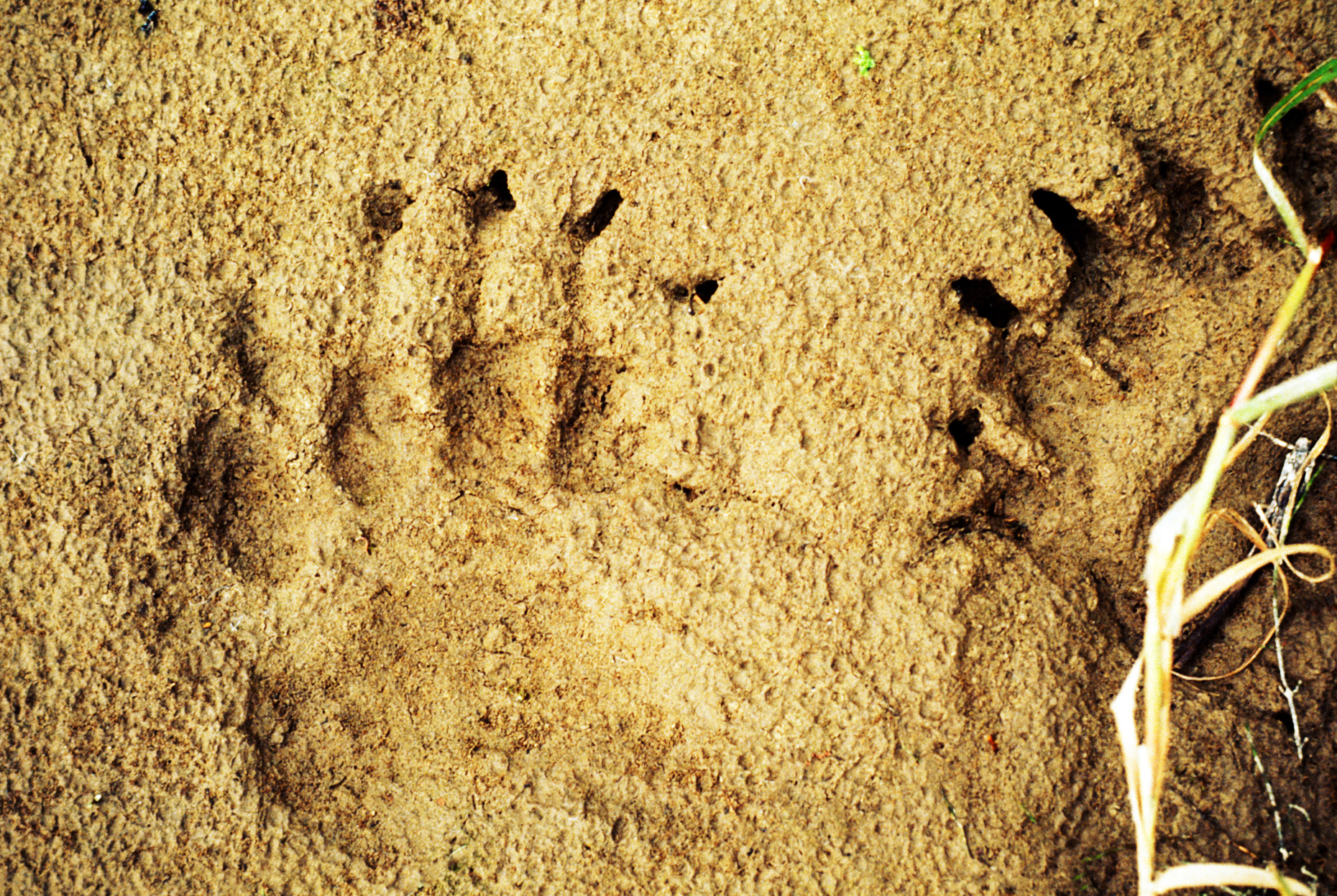 Grizzly bear track in sand; Siberia; former USSR
