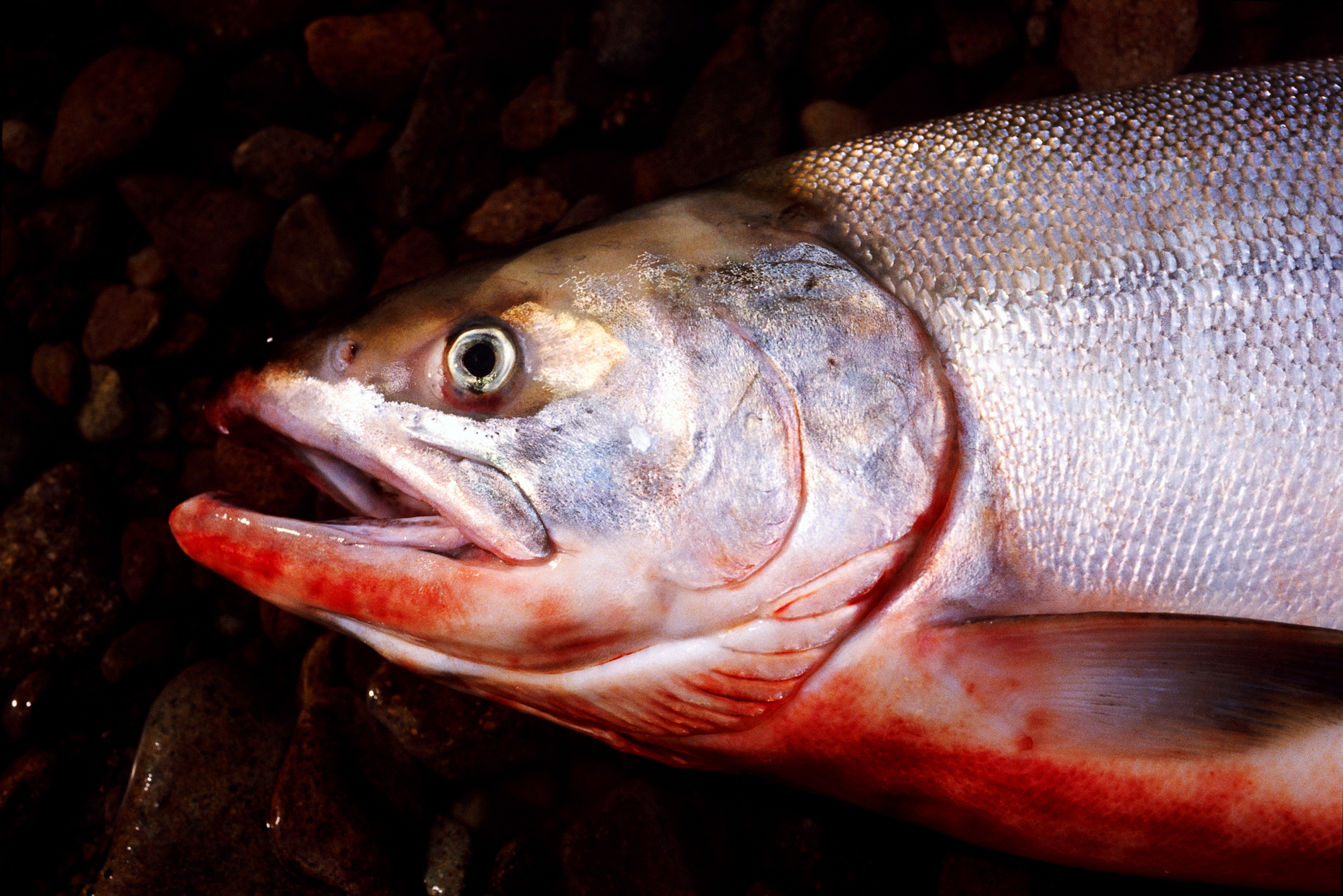 Close up of a freshly caught salmon, Belaya River, Chukchi Peninsula, Magadon Region, Siberia, former Soviet Union