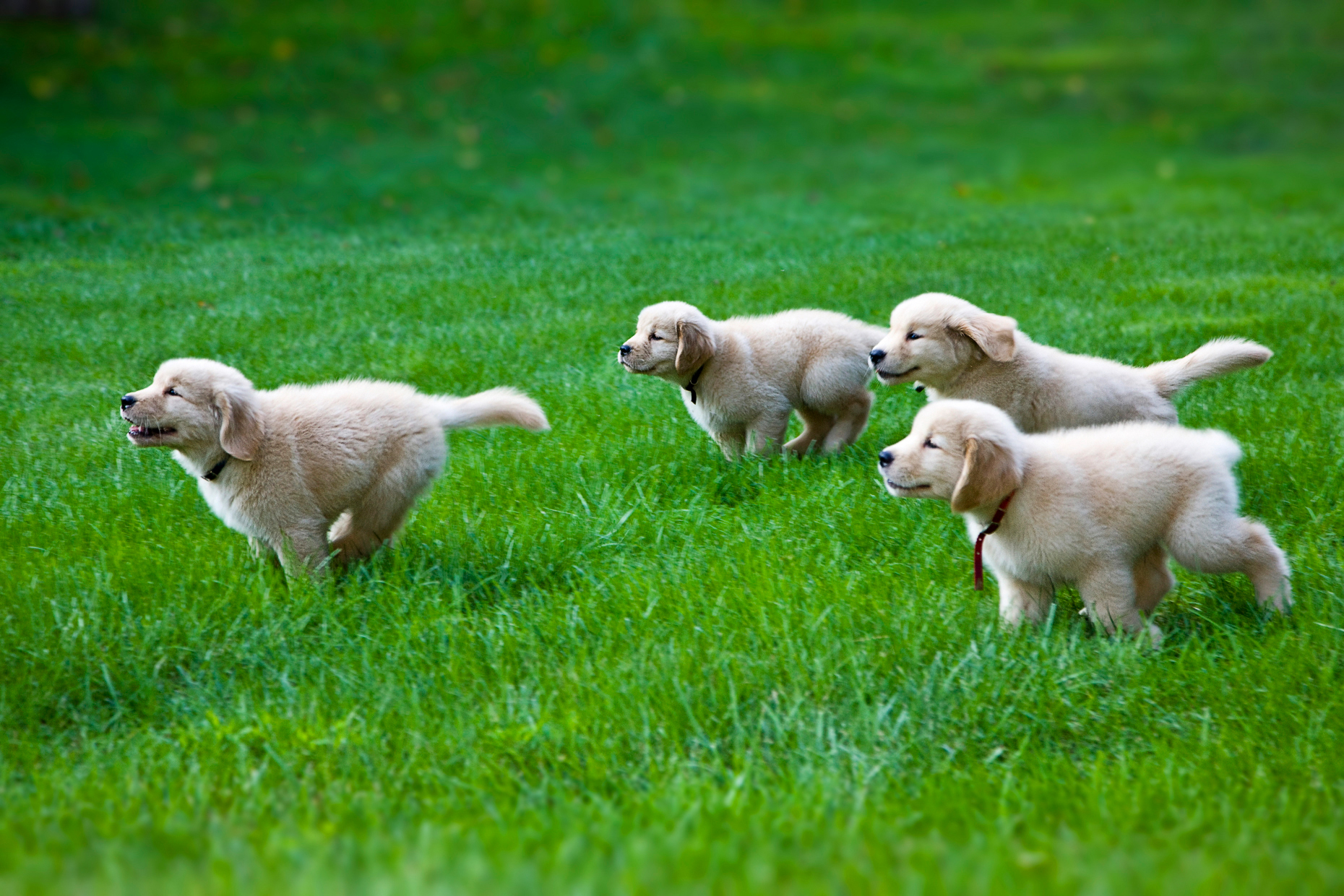 Eight week old Golden Retriever puppies running on the grass.