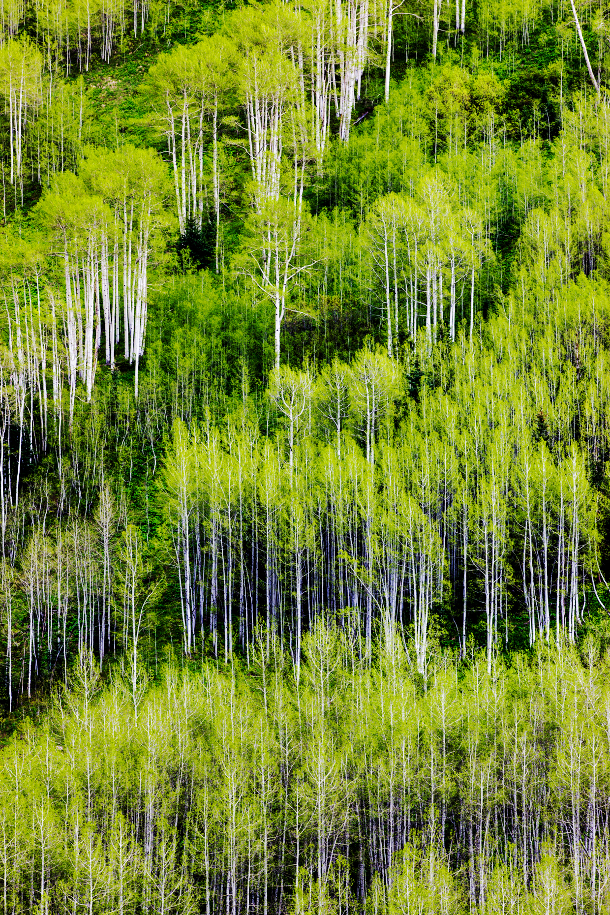 The fresh springtime green leaves of Aspen trees create color and patterns on the mountainsides in the Maroon Bells Snowmass Wilderness Area near Aspen, Colorado, USA 