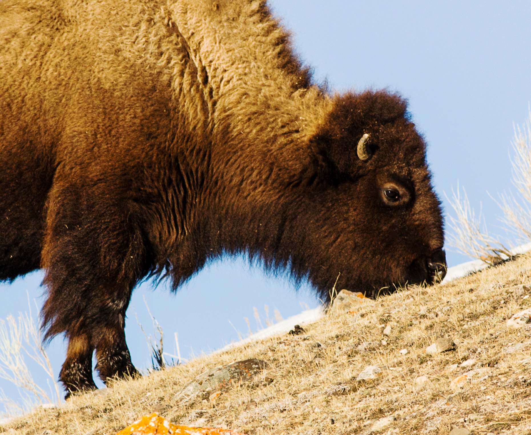 American Bison, American Buffalo, Yellowstone National Park, Wyoming, USA