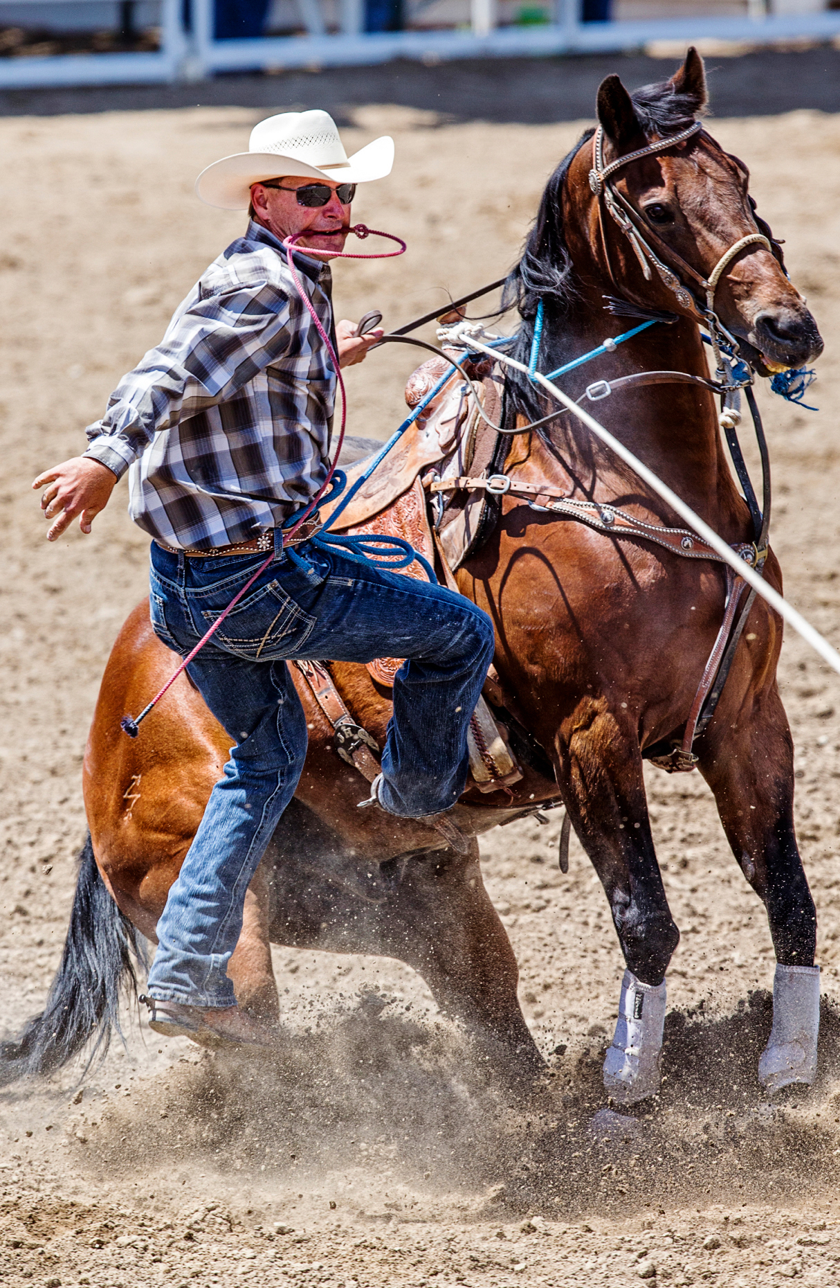 Cowboy on horseback competes in the tie-down roping event, Chaffee County Fair & Rodeo