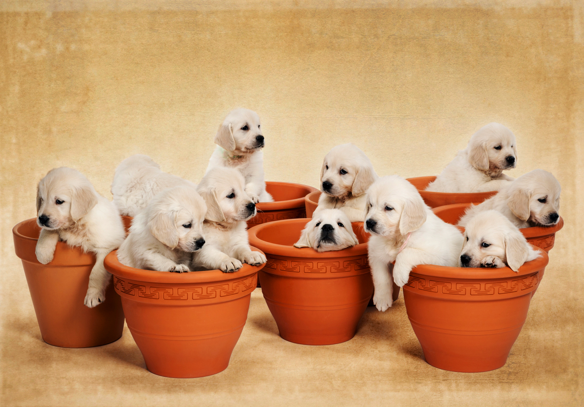 Studio photo of eleven white - platinum - beige Golden Retriever puppies in flower pots.