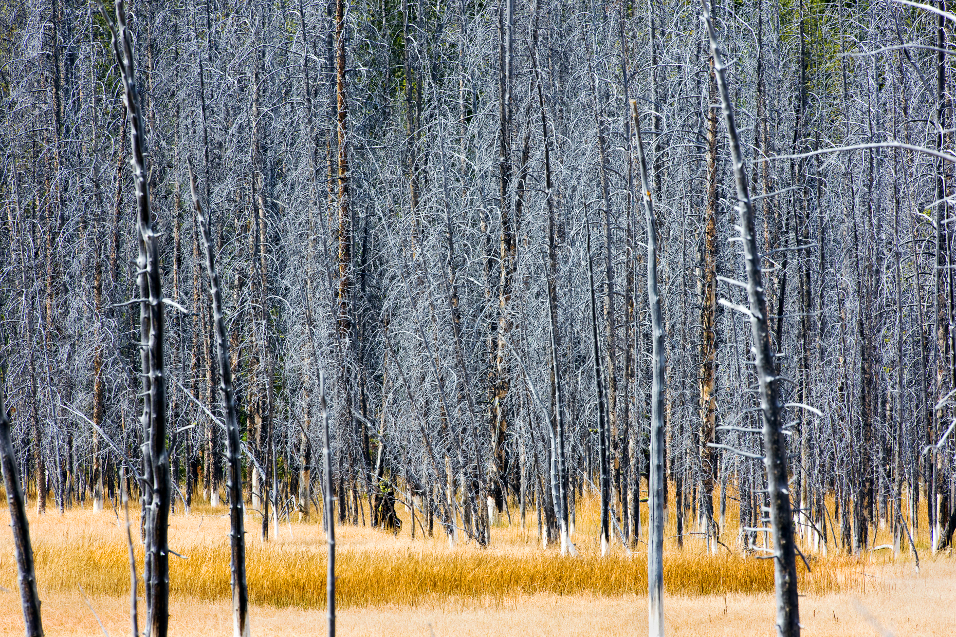 Trees killed by thermal features, near Grand Prismatic Spring, Midway Geyser Basin, Yellowstone National Park; Wyoming; USA