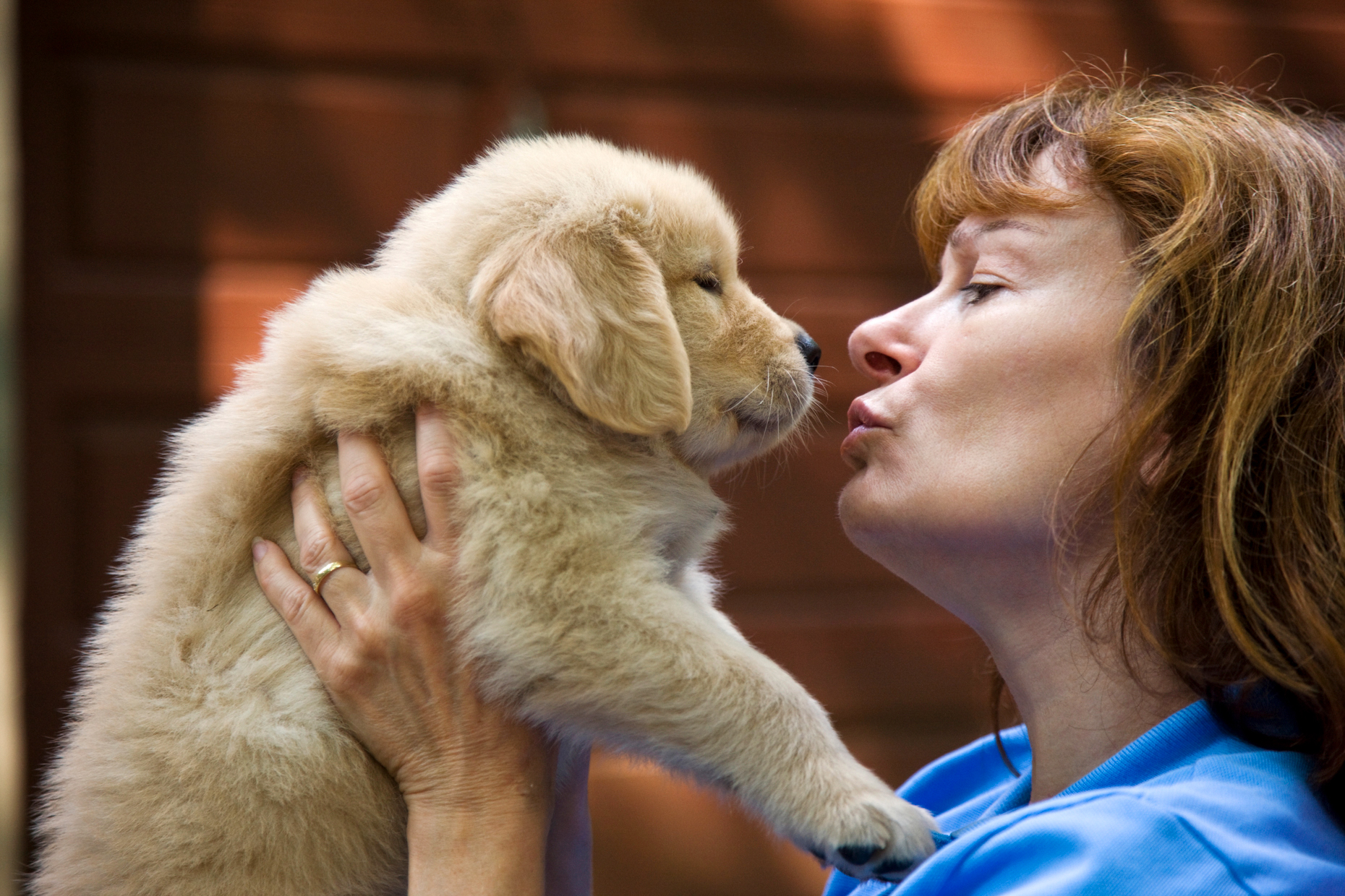 Middle aged woman holding six week old Golden Retriever puppy.
