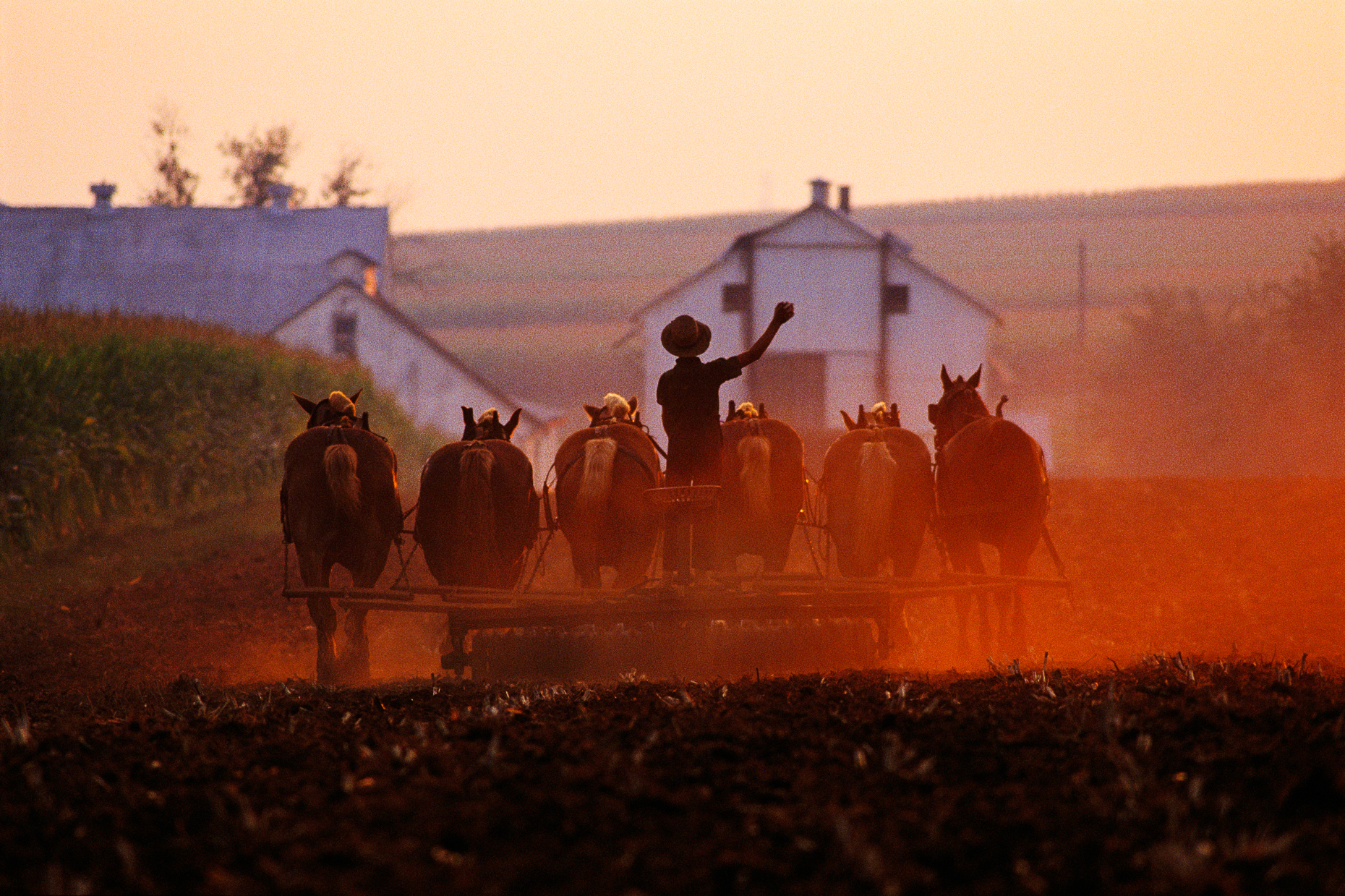 Amish farmer at sunset plowing his farm fields with a horse drawn plow, Lancaster County, home to the Plain People.