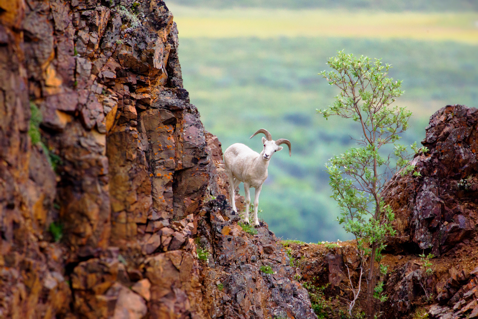 Dall Sheep (Ovis dalli), Polychrome Pass, Denali National Park,