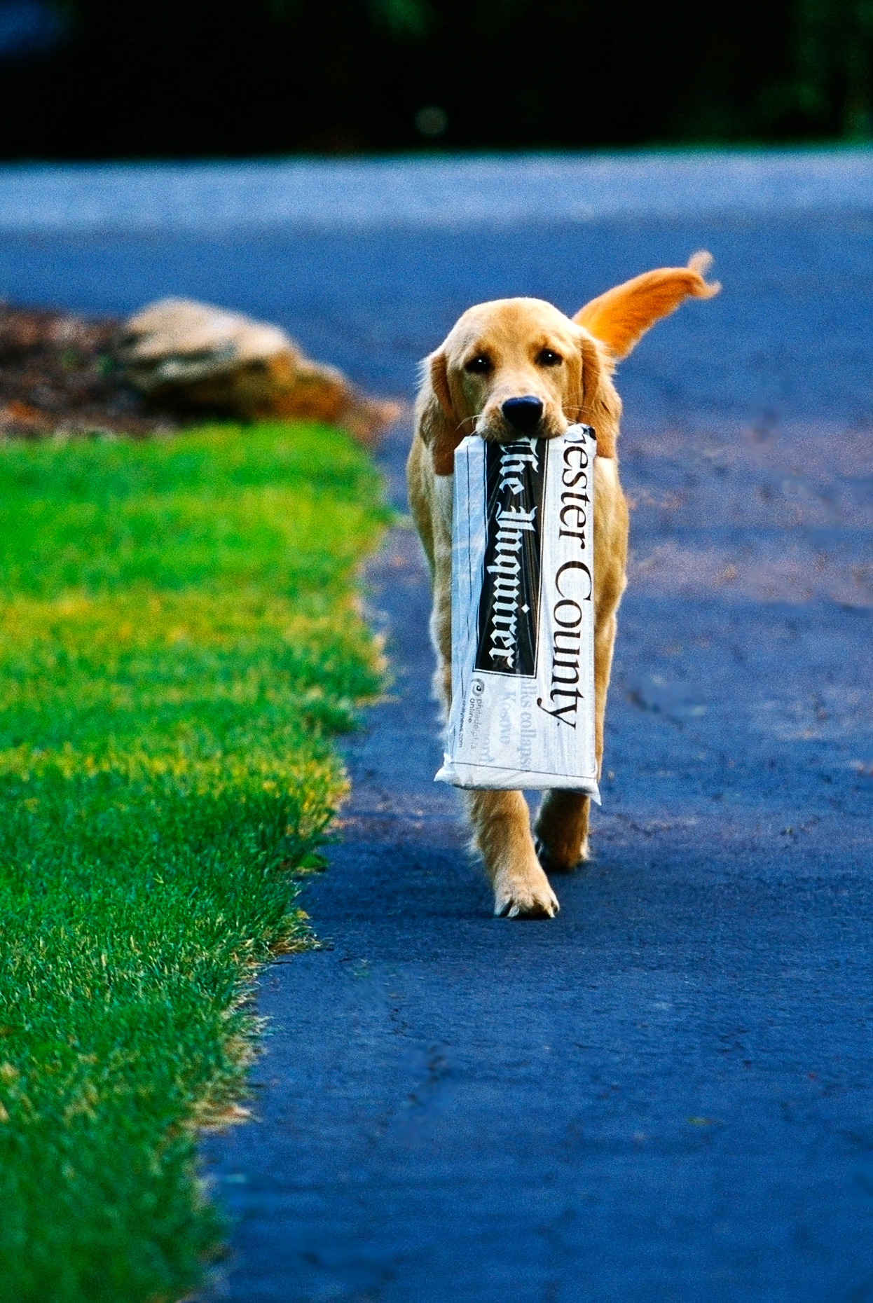 Golden Retriever dog bringing in the morning newspaper