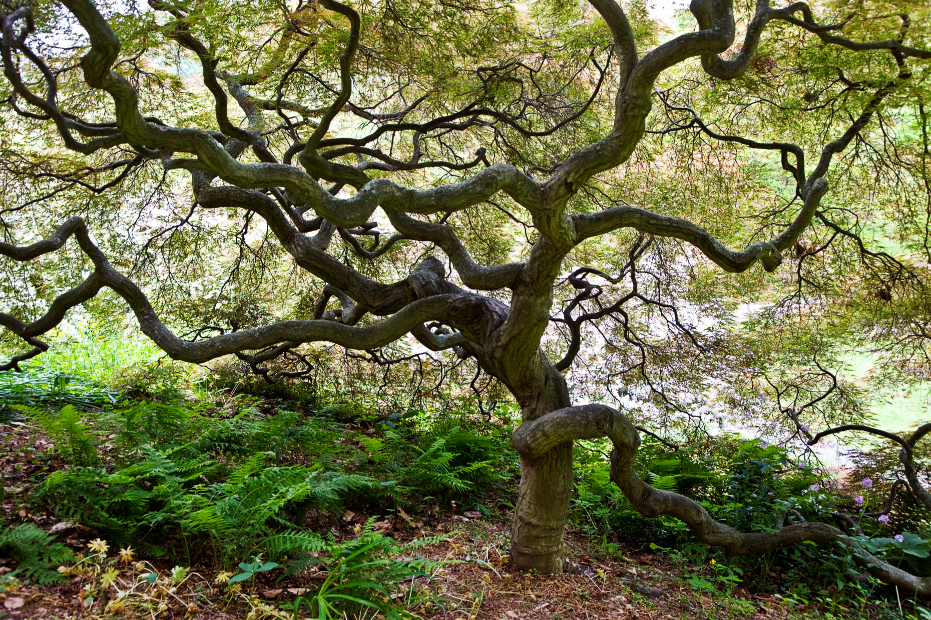 Japanese Maple tree, Winterthur Museum & Country Estate 