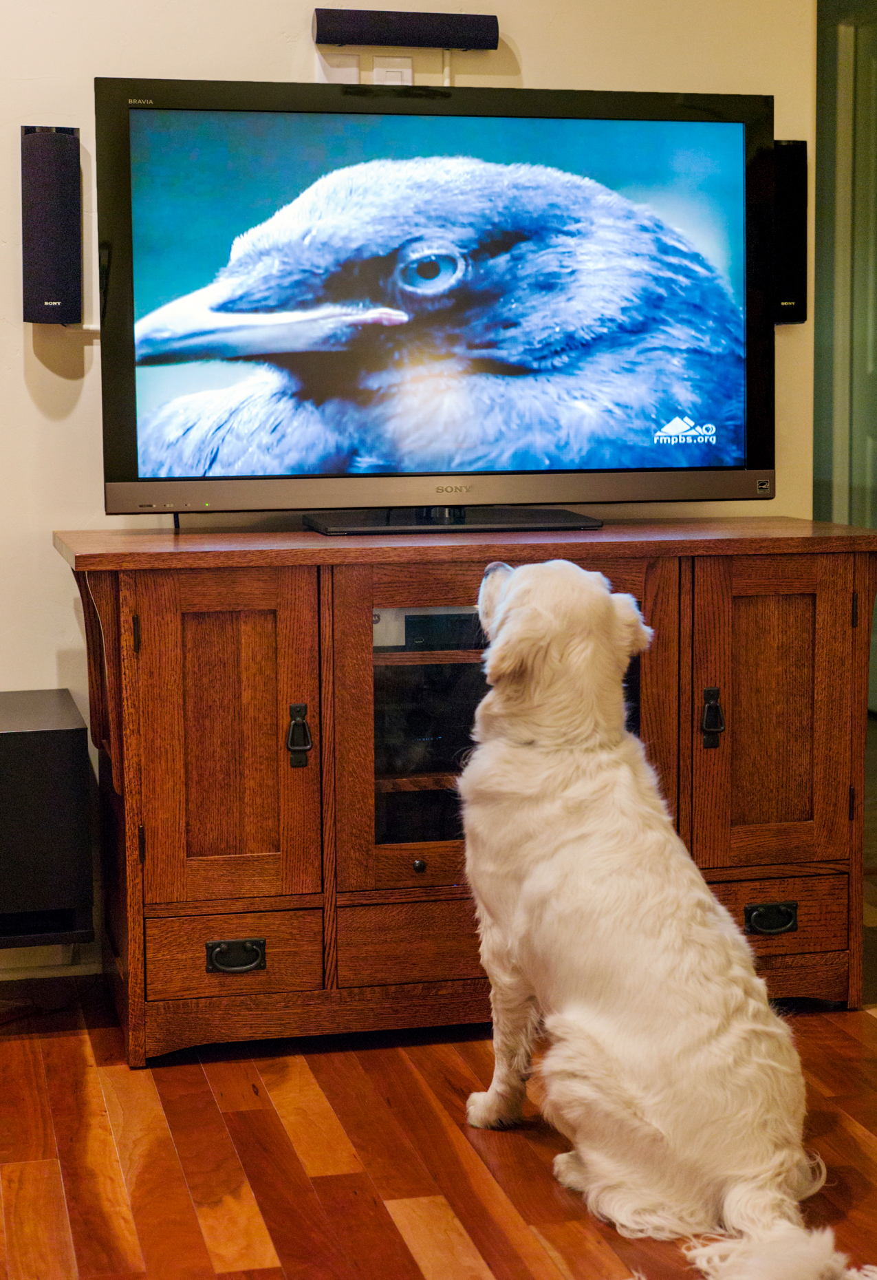 Platinum colored Golden Retriever puppy (10 months) watching birds on Public Television.
