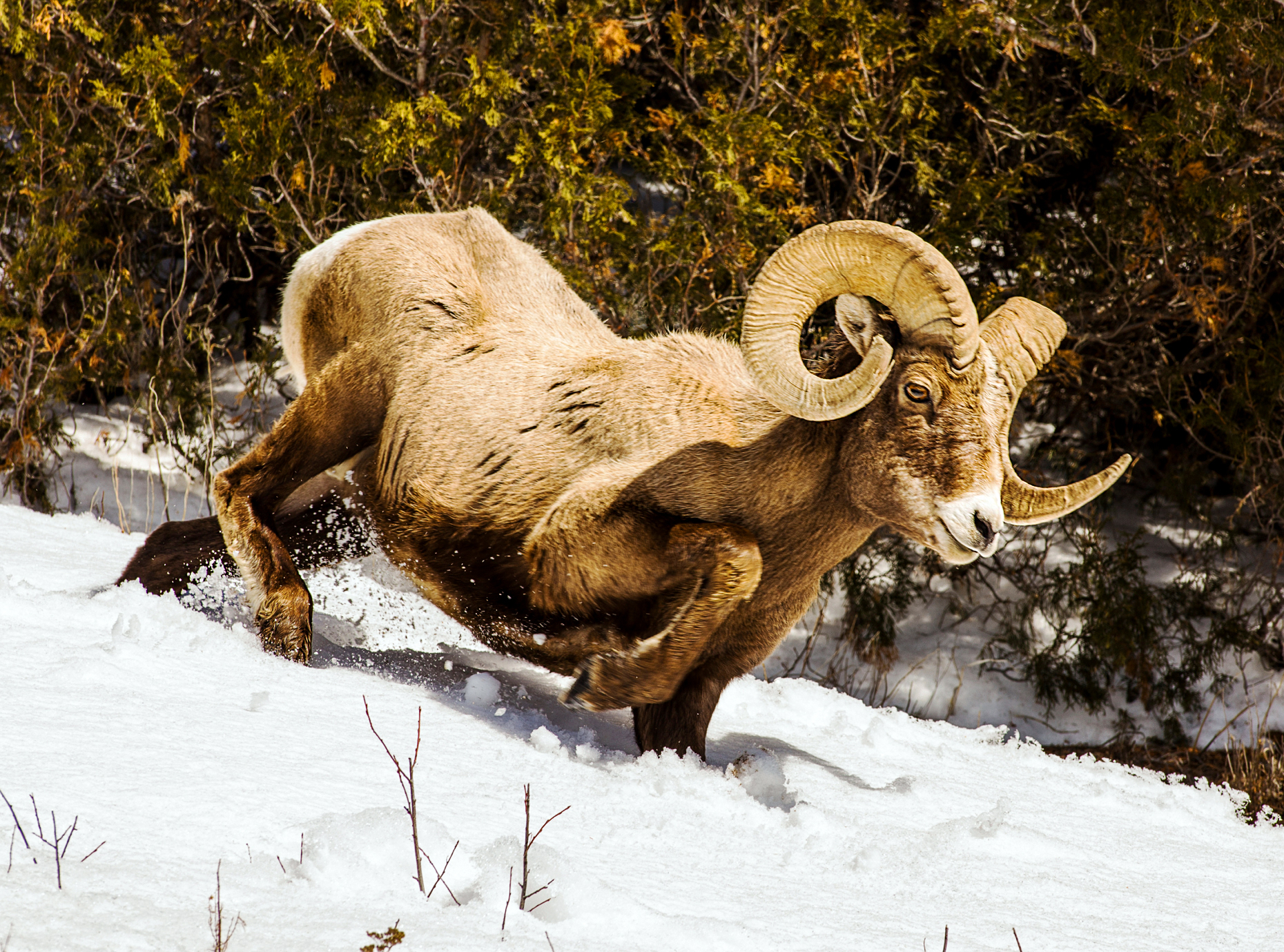 Bighorn Sheep, Ovis Canadensis, Lamar Valley, Yellowstone National Park, Wyoming, USA