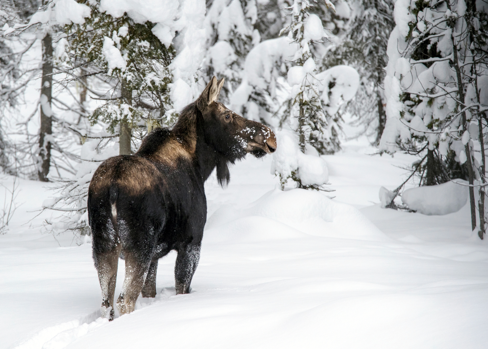 Snowy winter view of Wild Moose (Alces alces); Yoho National Park; British Columbia; Canada