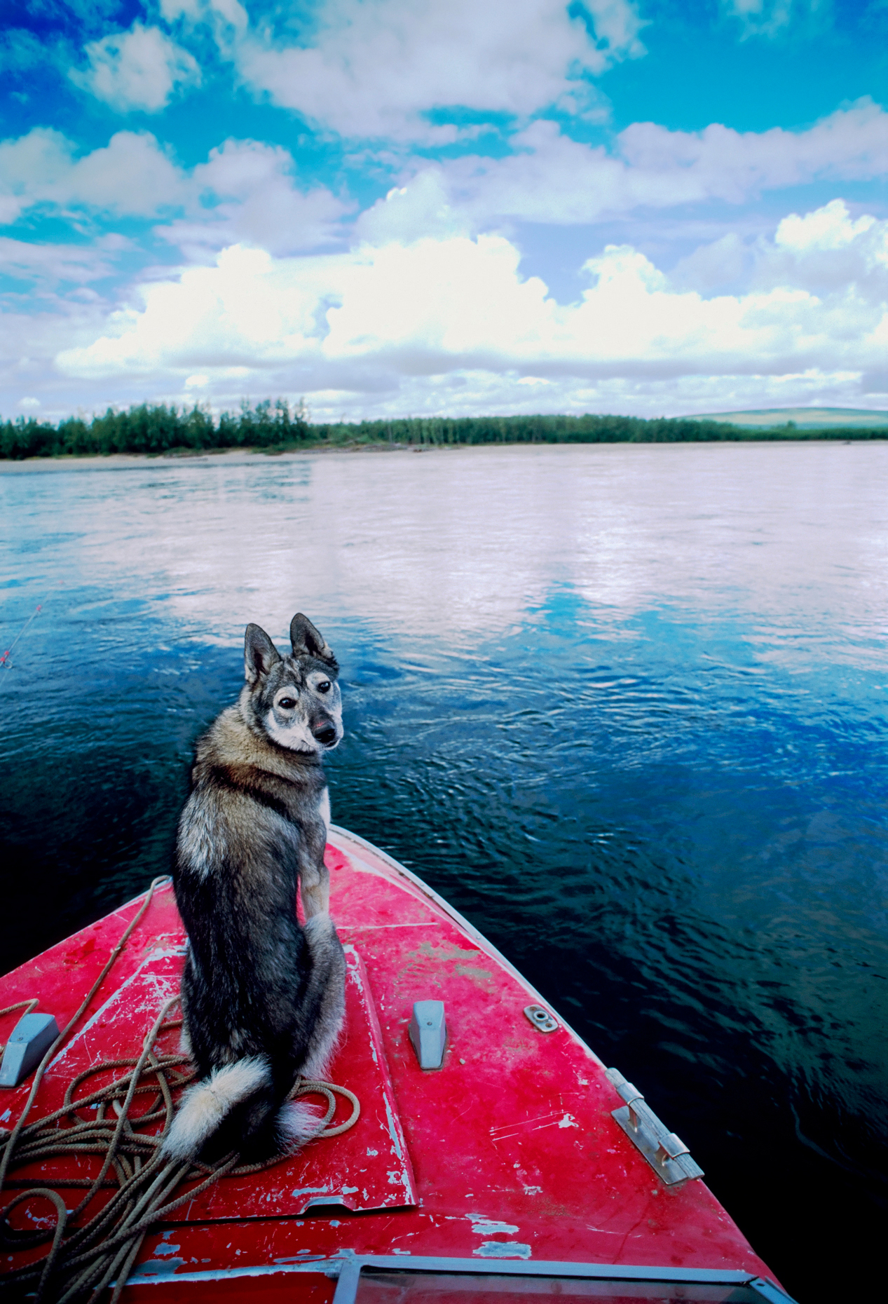 Siberian Laika dog on the bow of a boat on the Belaya River, Chu