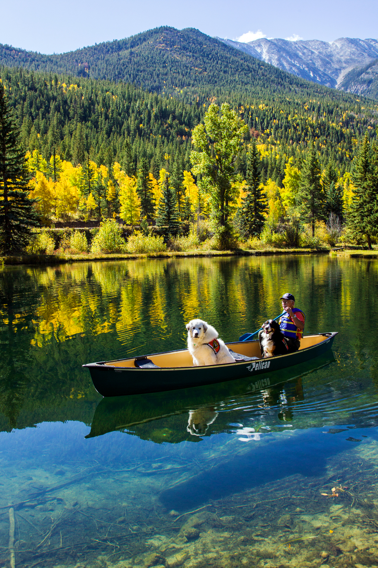 60-ish man paddling a canoe with his emotional support dogs, including a Bernese Mountain Dog and a Great Pyrenees.