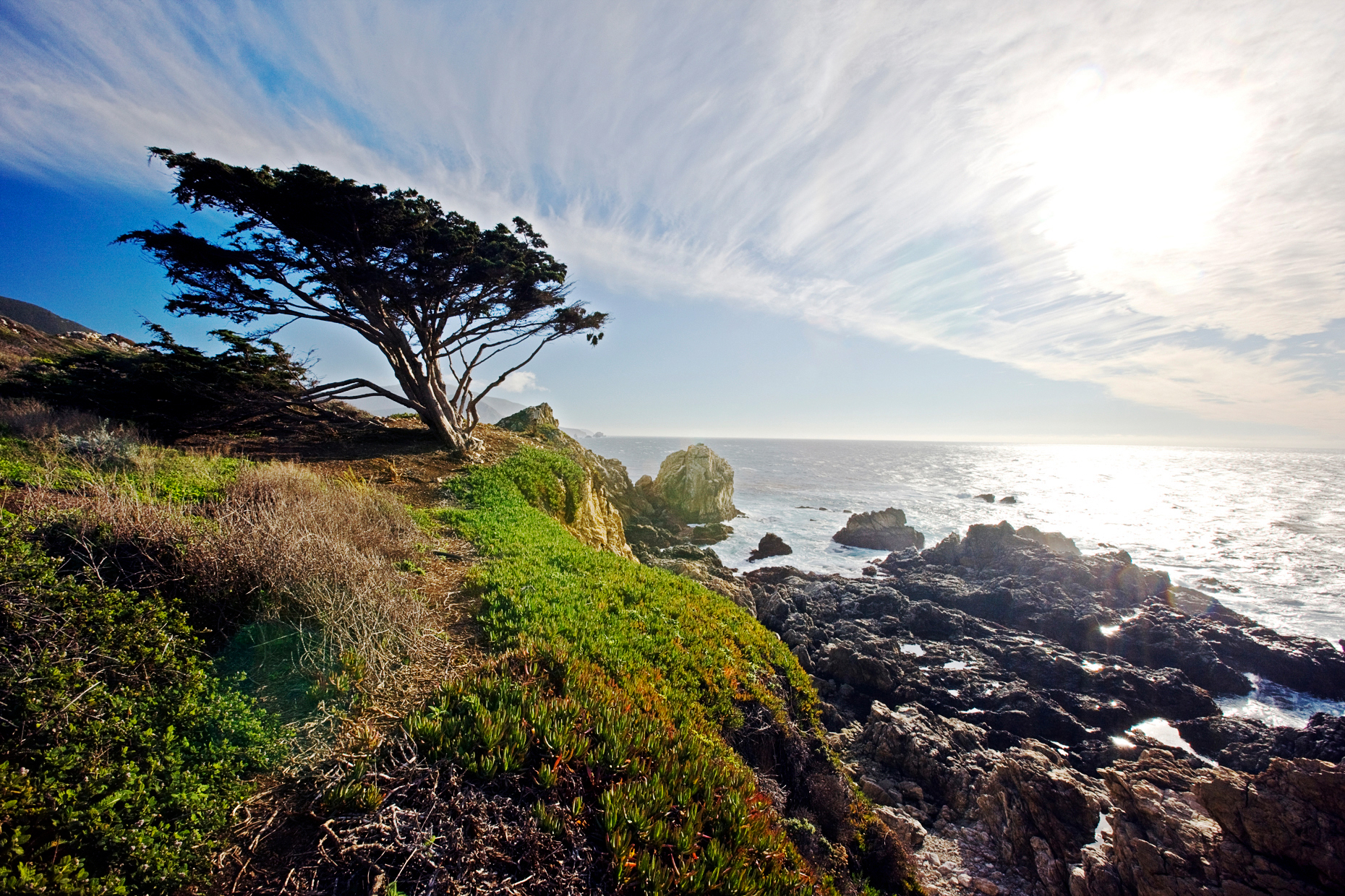 Monterey Cypress tree, Pacific Ocean and coast, Rocky Point, between Big Sur & Carmel, California, USA