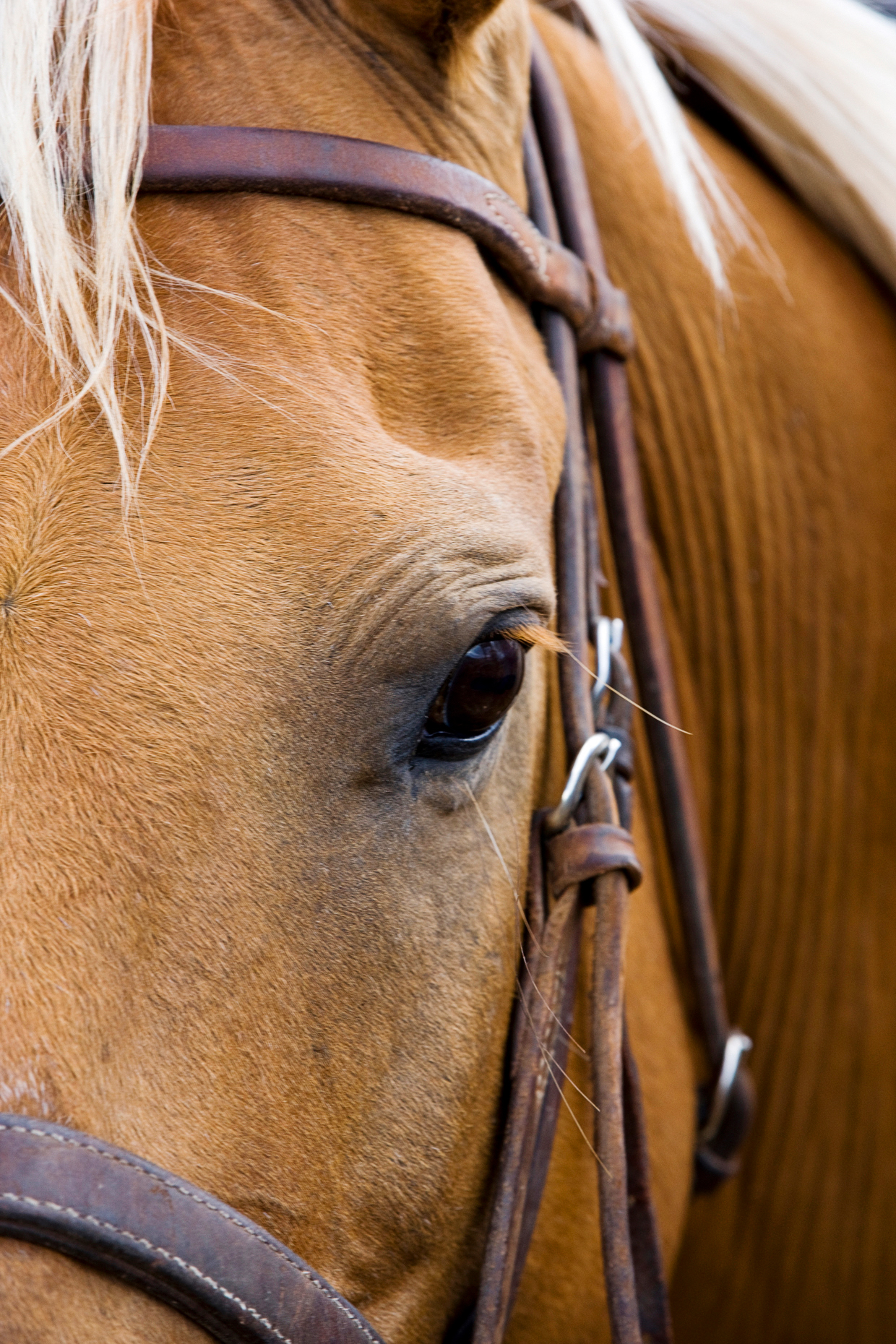Portrait of a horse, Chaffee County Fair & Rodeo