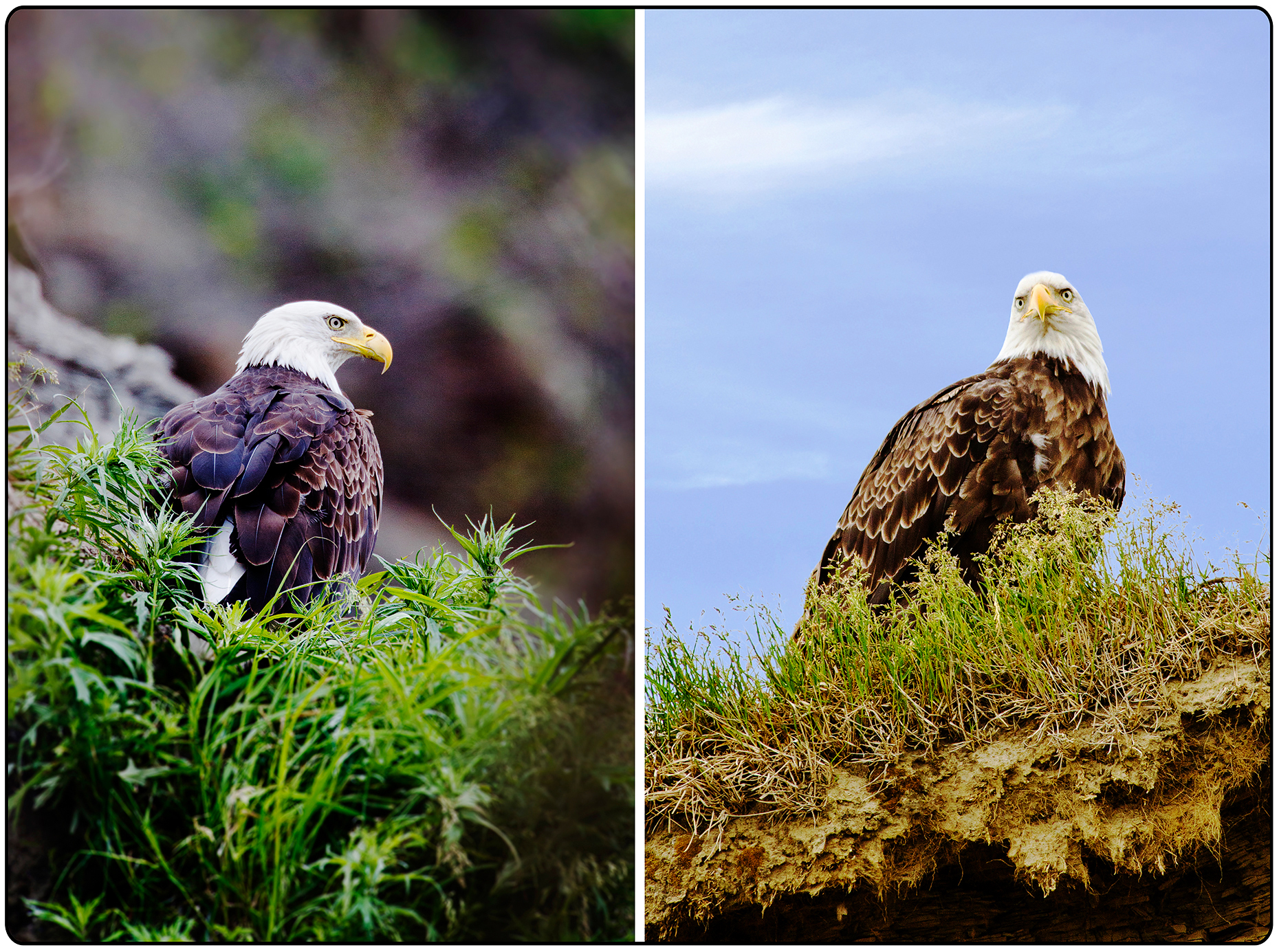 Mature Bald Eagle, Deep Creek State Recreation Area, Ninilchik, Kenai Peninsula, Alaska, USA