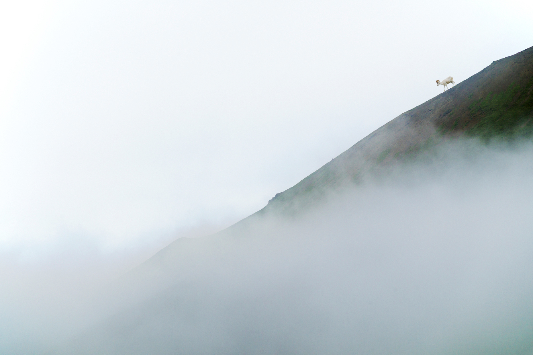 Low clouds, mist and fog partially obscure Dall Sheep on the Alaska Range, Denali National Park, Alaska, USA