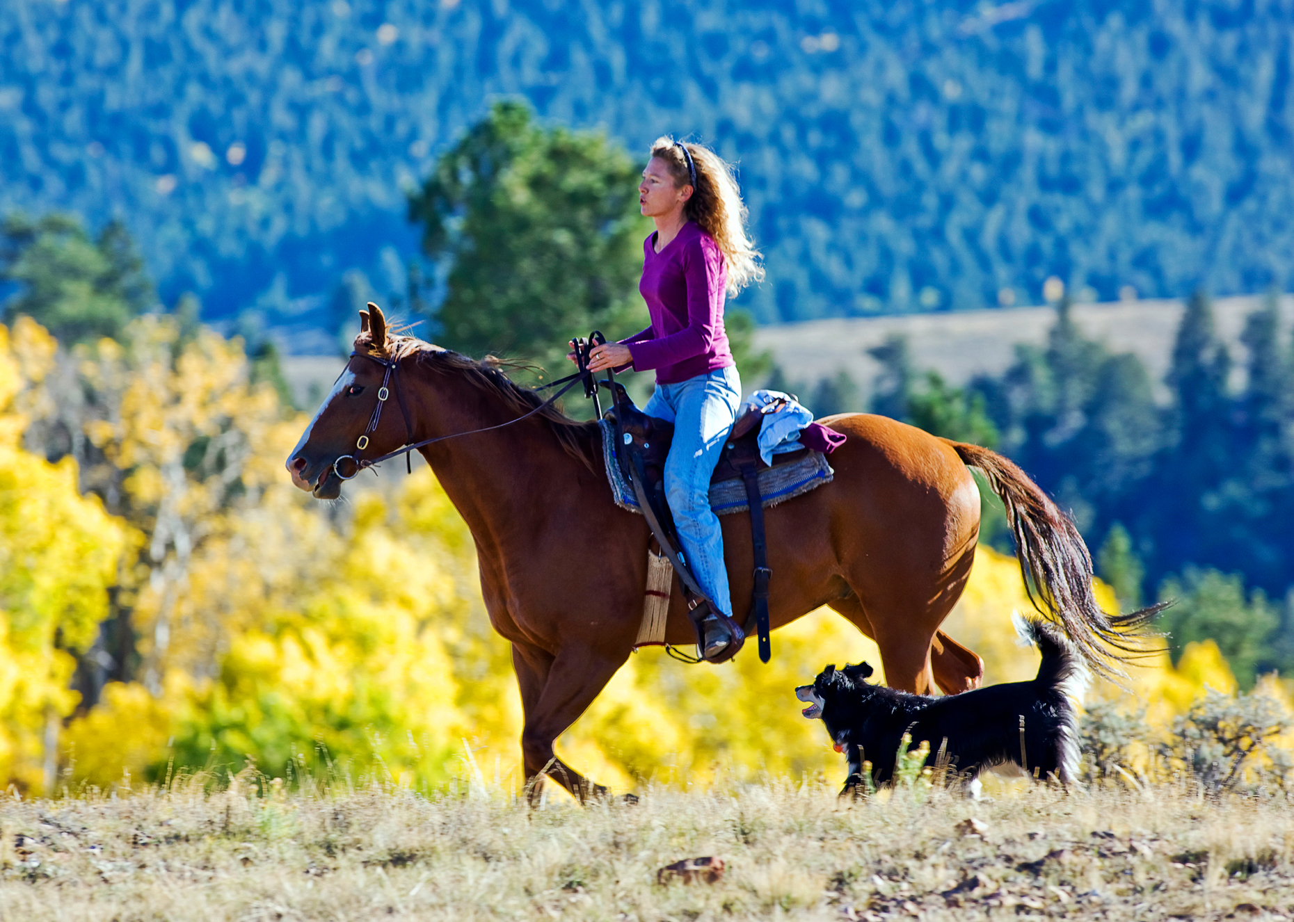 Woman riding her quarter horse in autumn, near Poncha Pass, Rio Grande National Forest, Sangre de Cristo Mountains, Colorado, USA