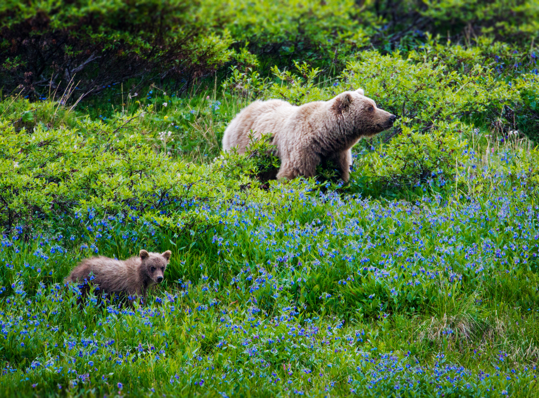 Female (Sow) Grizzly bear (Ursus arctos horribilis), with cubs, Sable Pass, Denali National Park, Alaska, USA