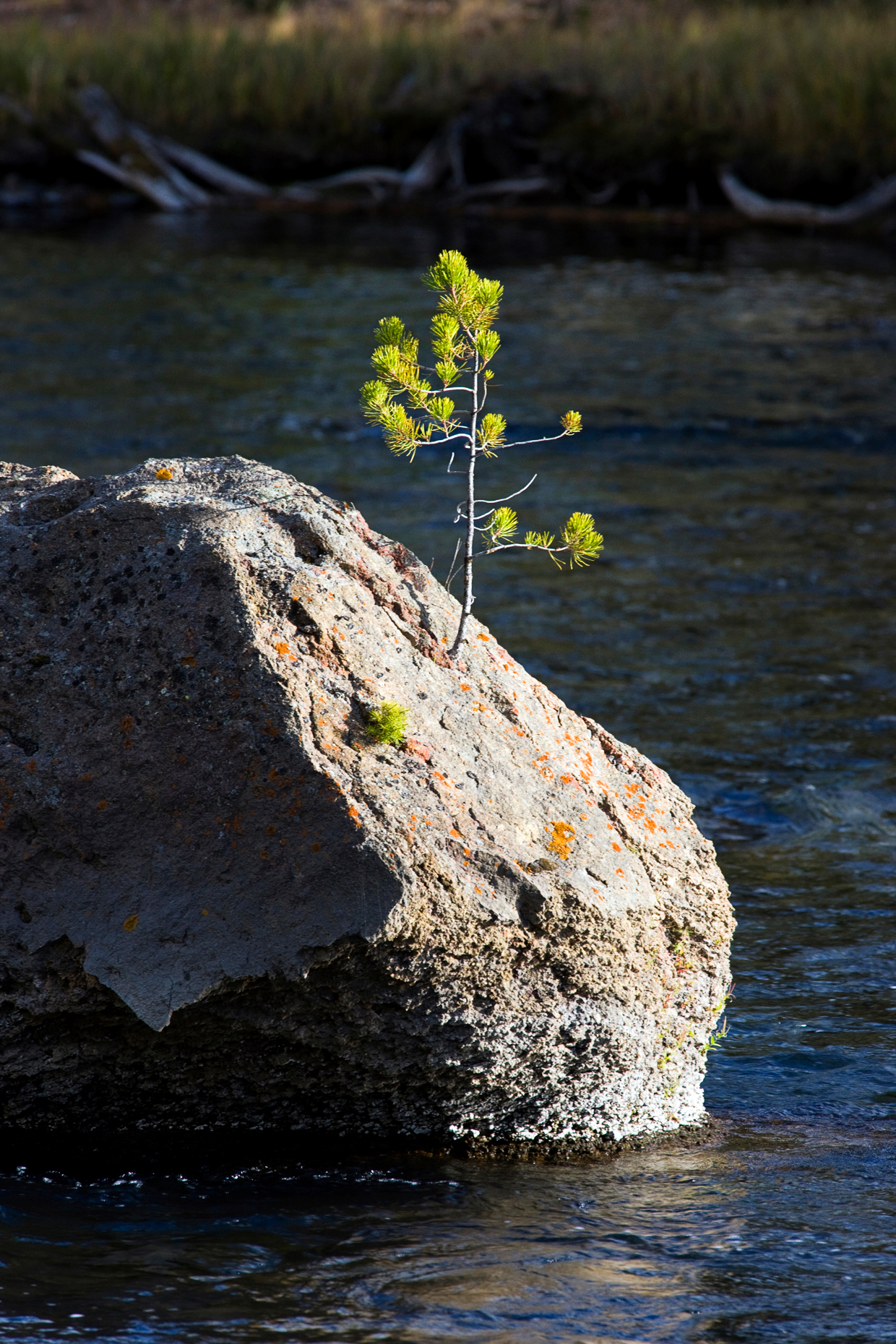 A lone sapling grows from a boulder in the Madison River, Yellowstone National Park, Wyoming, USA