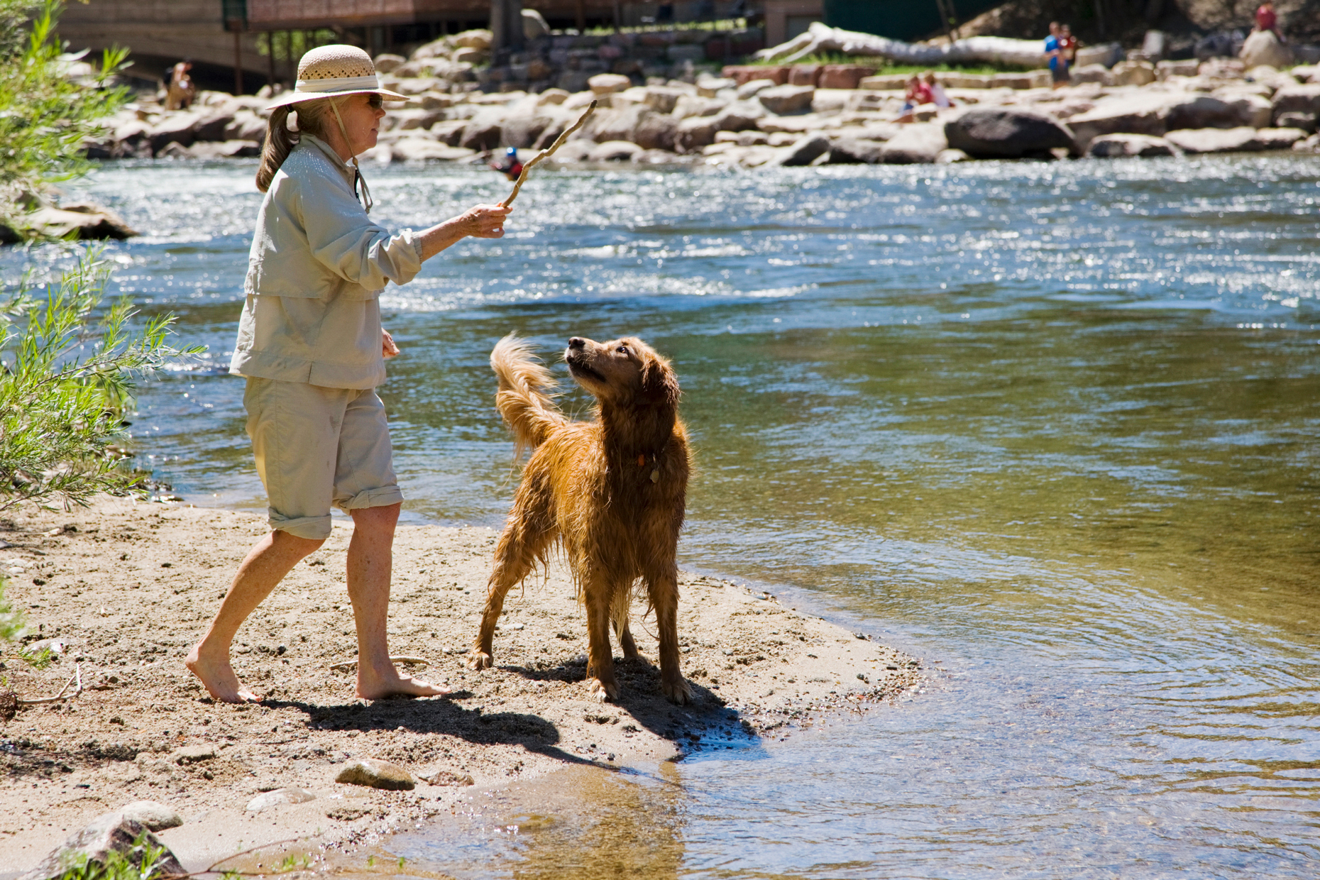 Woman throwing a stick for her Golden Retriever dog to fetch in the Arkansas River, Salida, Colorado, USA