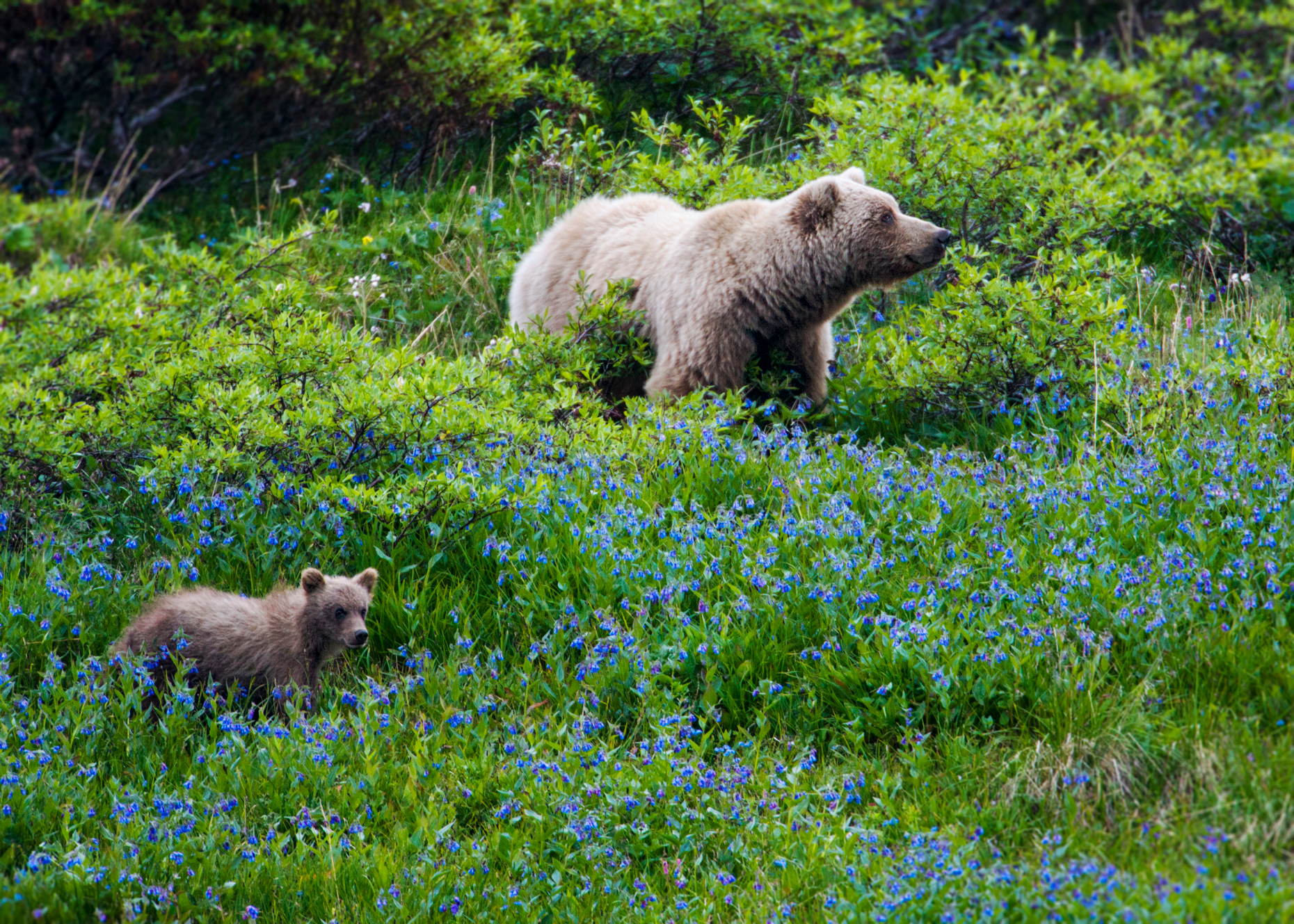 Female (Sow) Grizzly bear (Ursus arctos horribilis), with cubs, Sable Pass, Denali National Park, Alaska, USA
