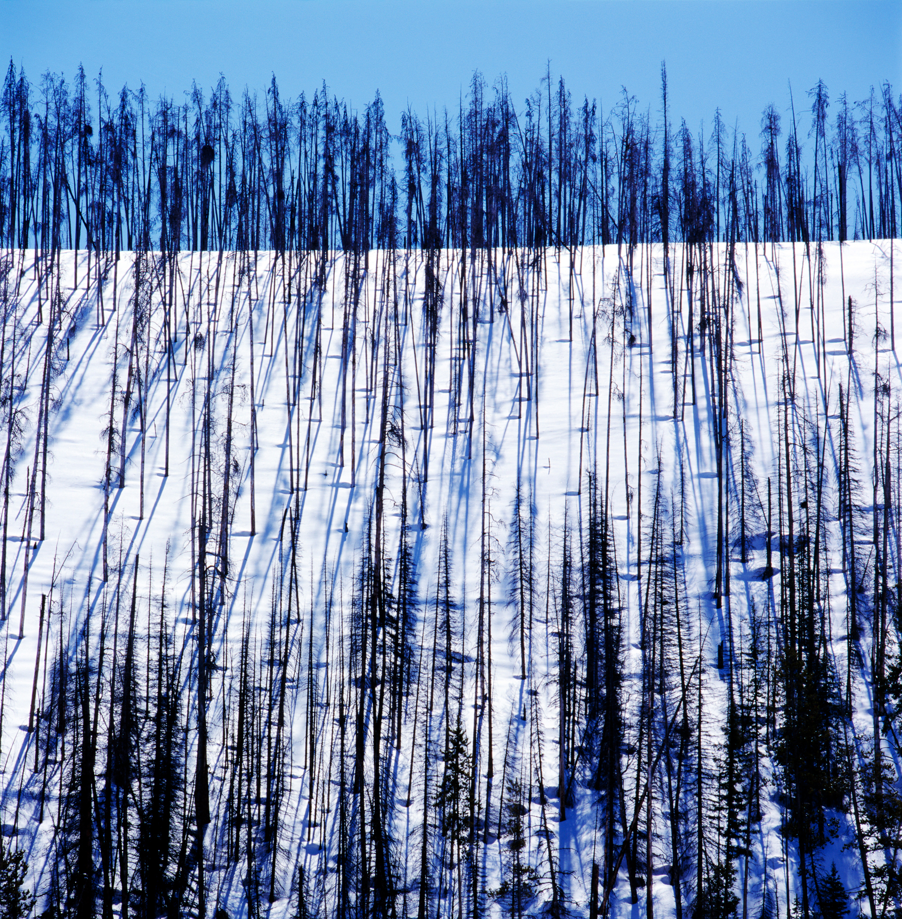 Burnt tree trunks create a pattern against the white snow along 