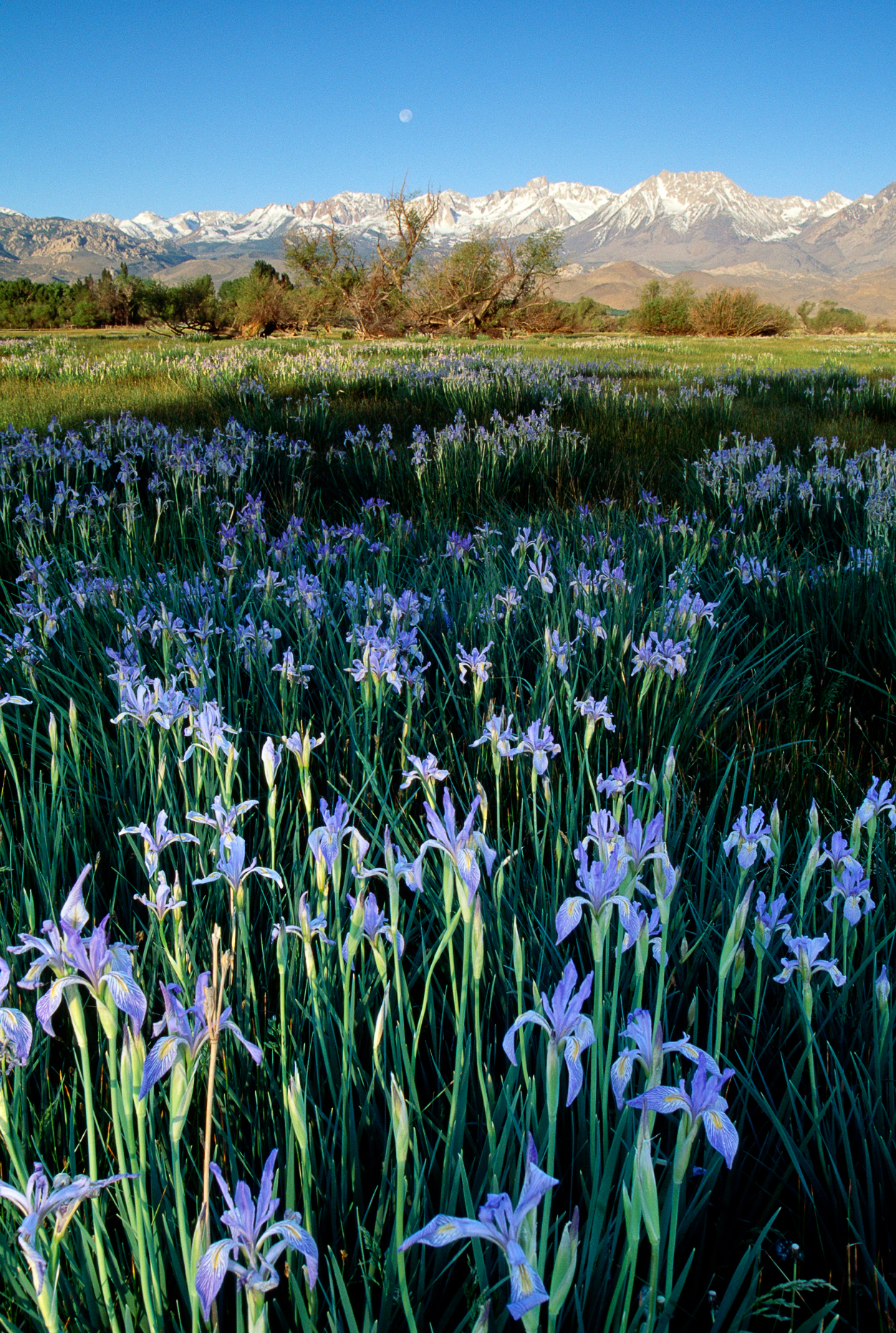 Fields of wild Irises, with the Eastern Sierra Mountains in the distance, California, USA