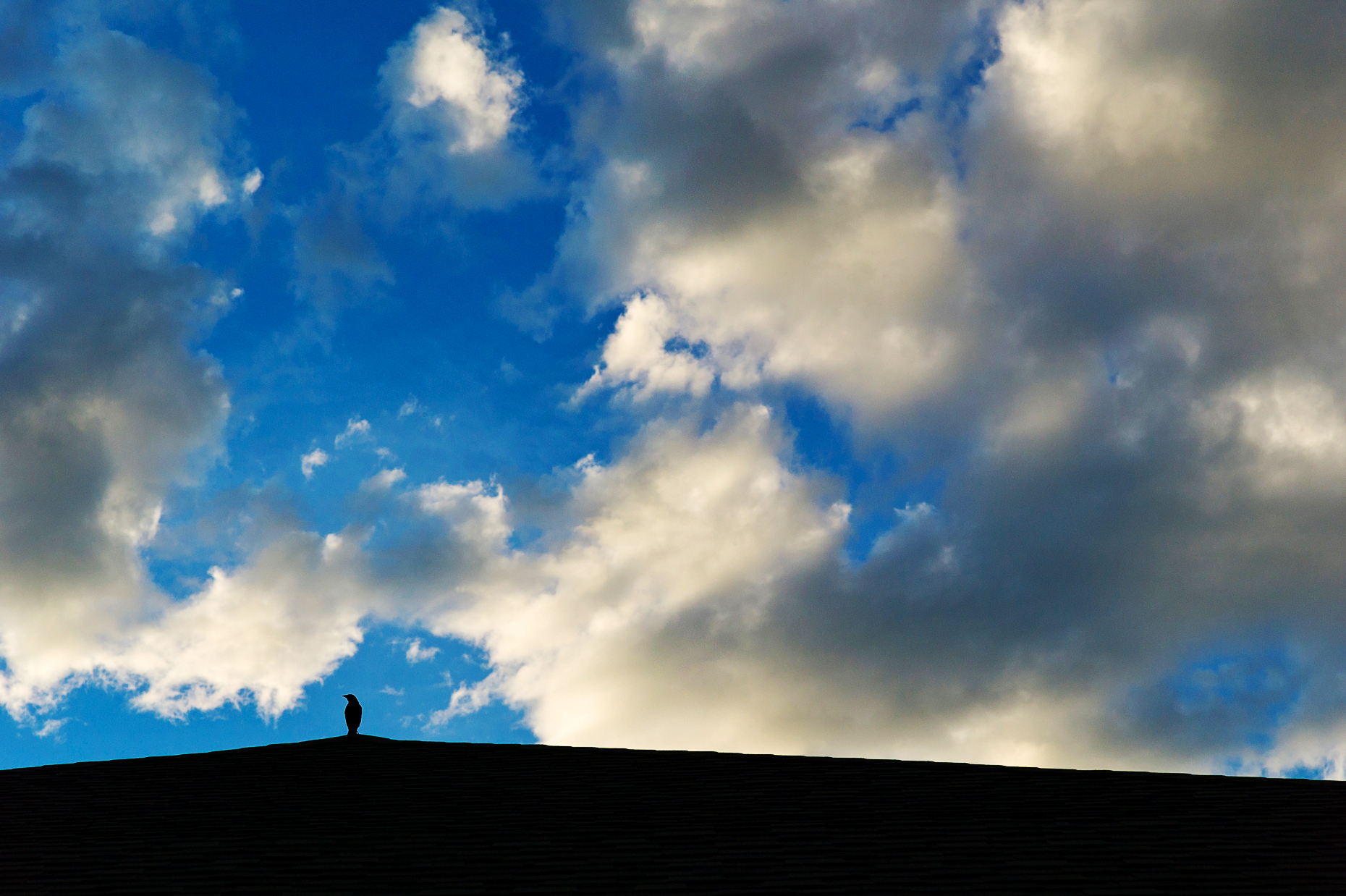 Blackbird silhouetted on roof against puffy white sunset clouds and a clear blue sky