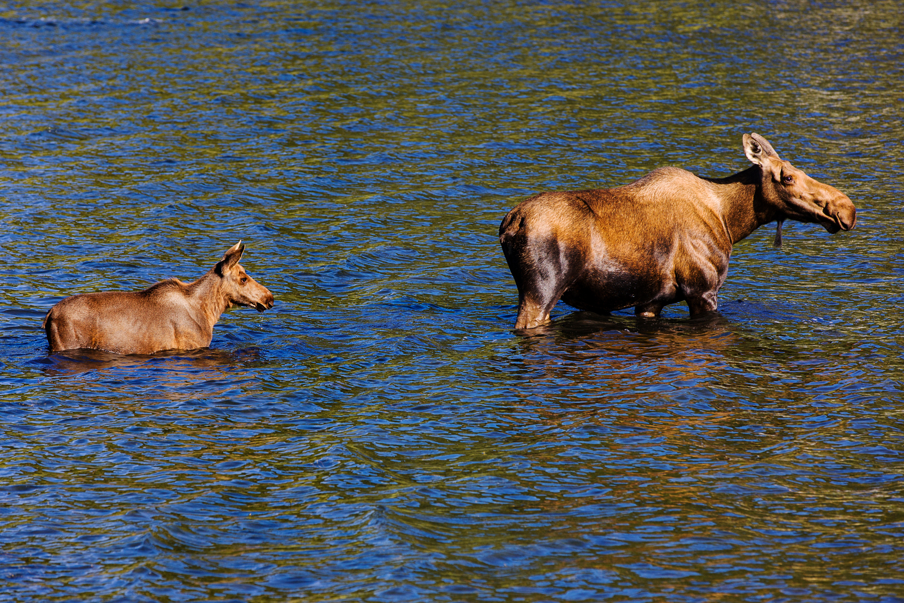 Female Moose and two calves swimming in the Town Lake, Chitina, Alaska, USA