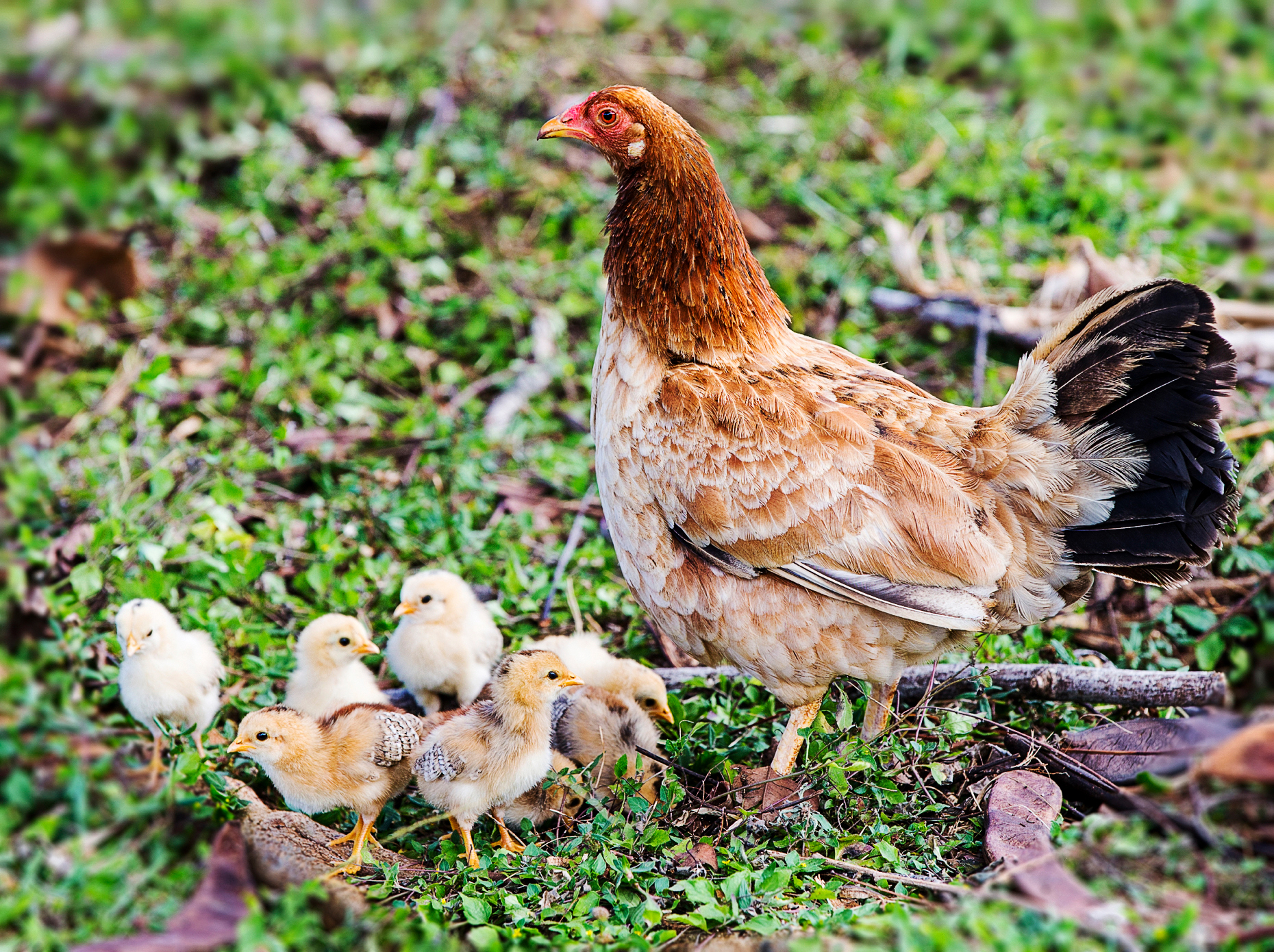 Wild Chickens & baby chicks are common on Kauai, Hawaii, USA