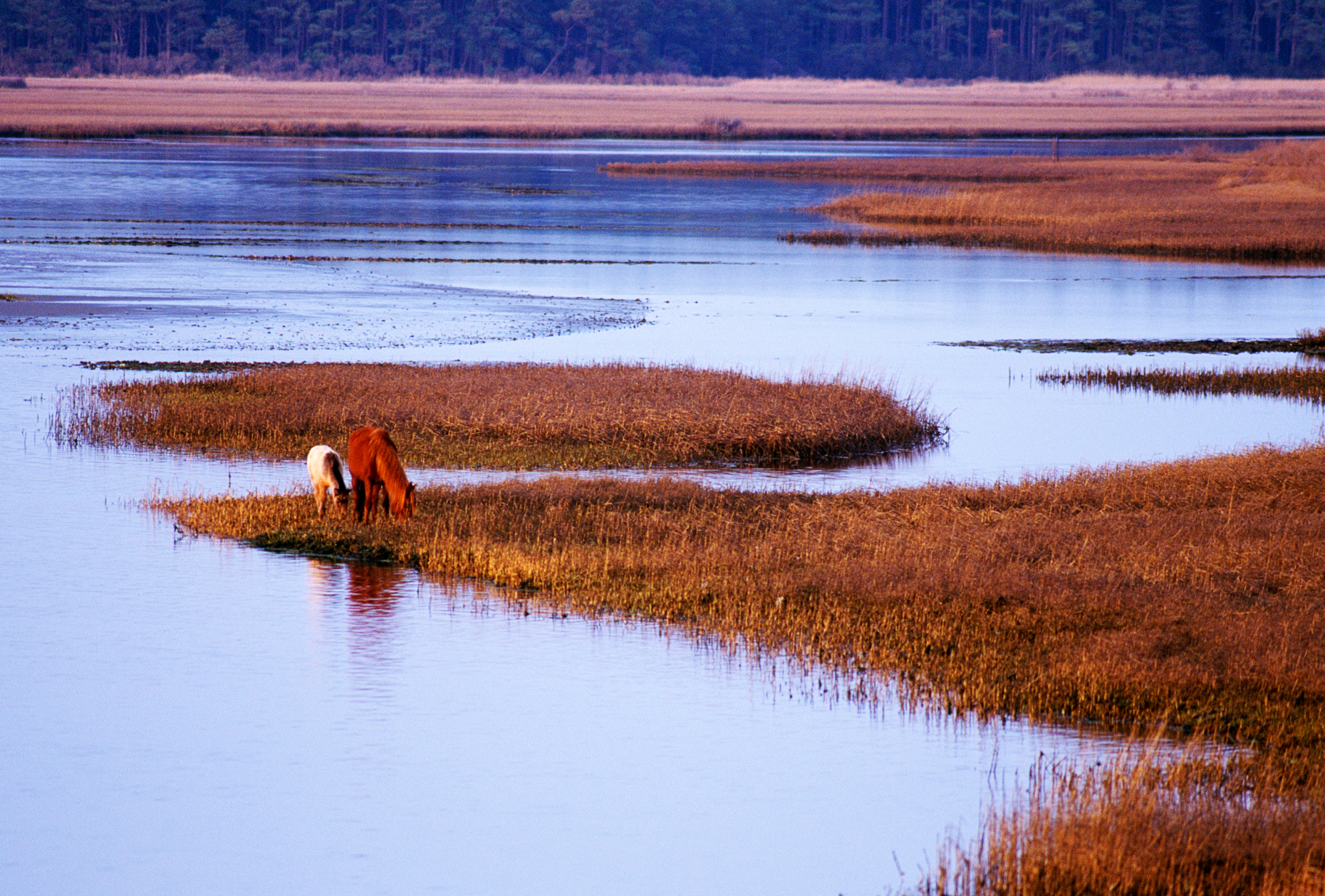 Wild horses (known as "Ponies") in Chincoteague National Wildlife Refuge, Assateague Island, Virginia, USA