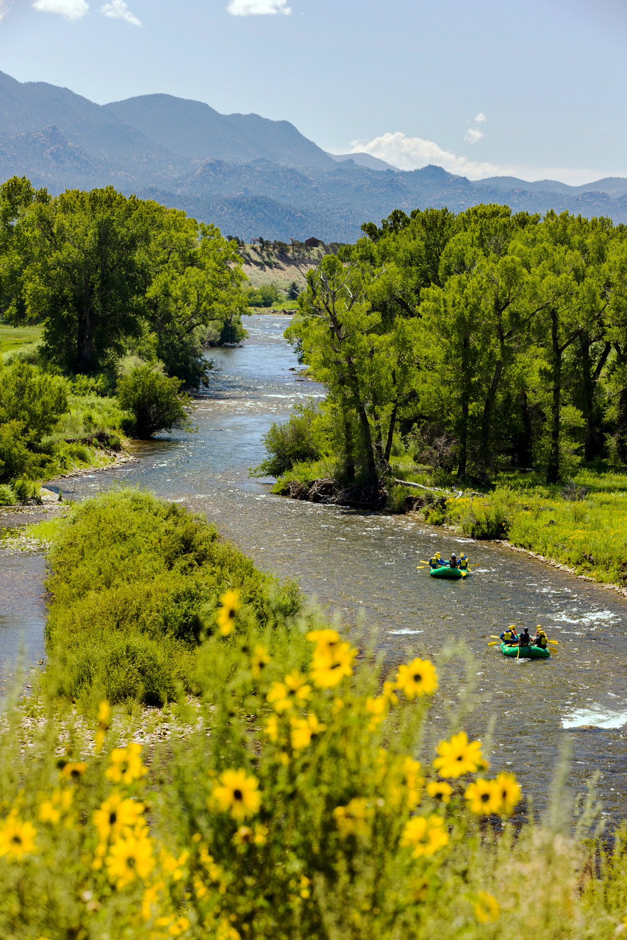 Rafters float past wild sunflowers along the Arkansas River near Buena Vista, Chaffee County, Colorado, USA