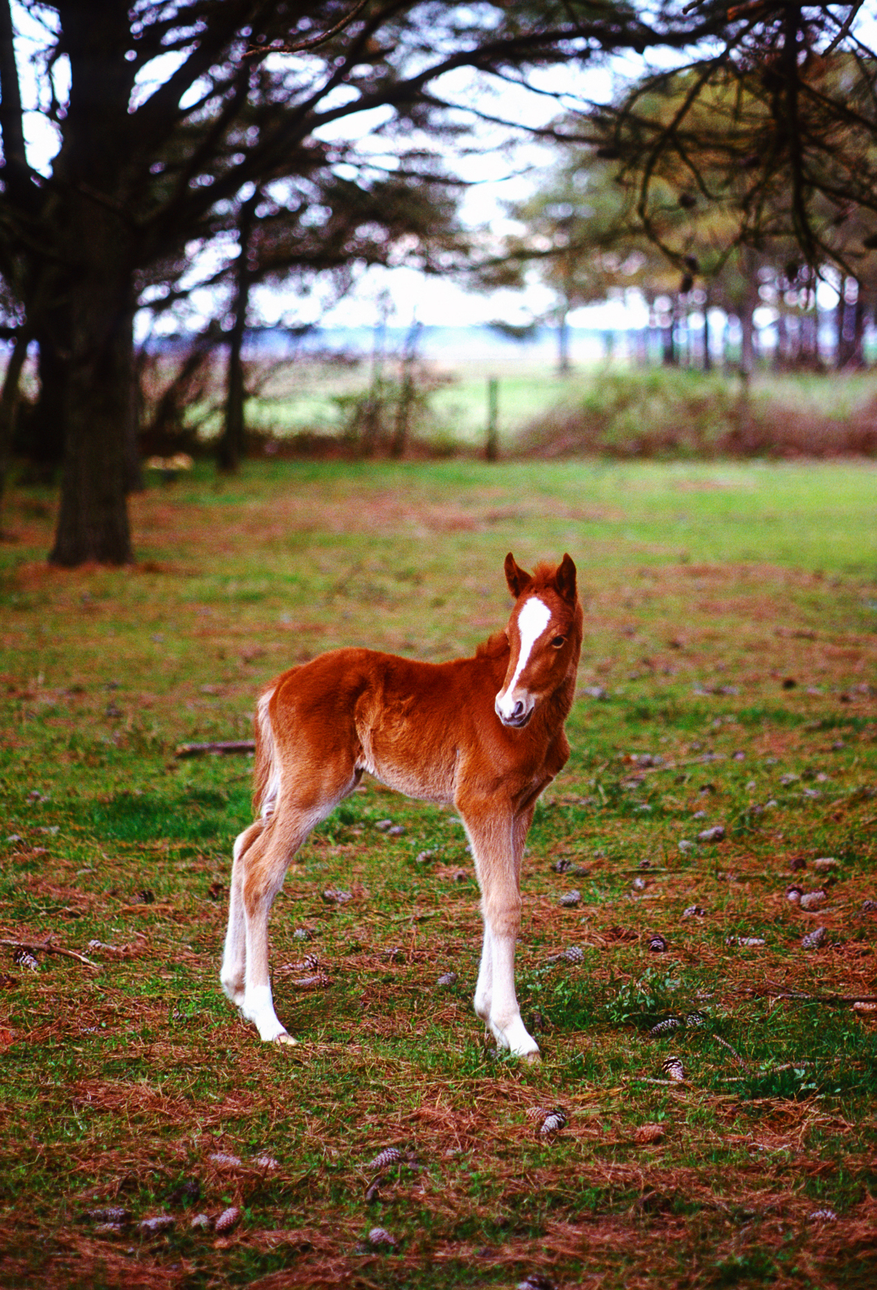 Young colt; wild horse (known as "Ponies") in Chincoteague National Wildlife Refuge, Assateague Island, Virginia, USA