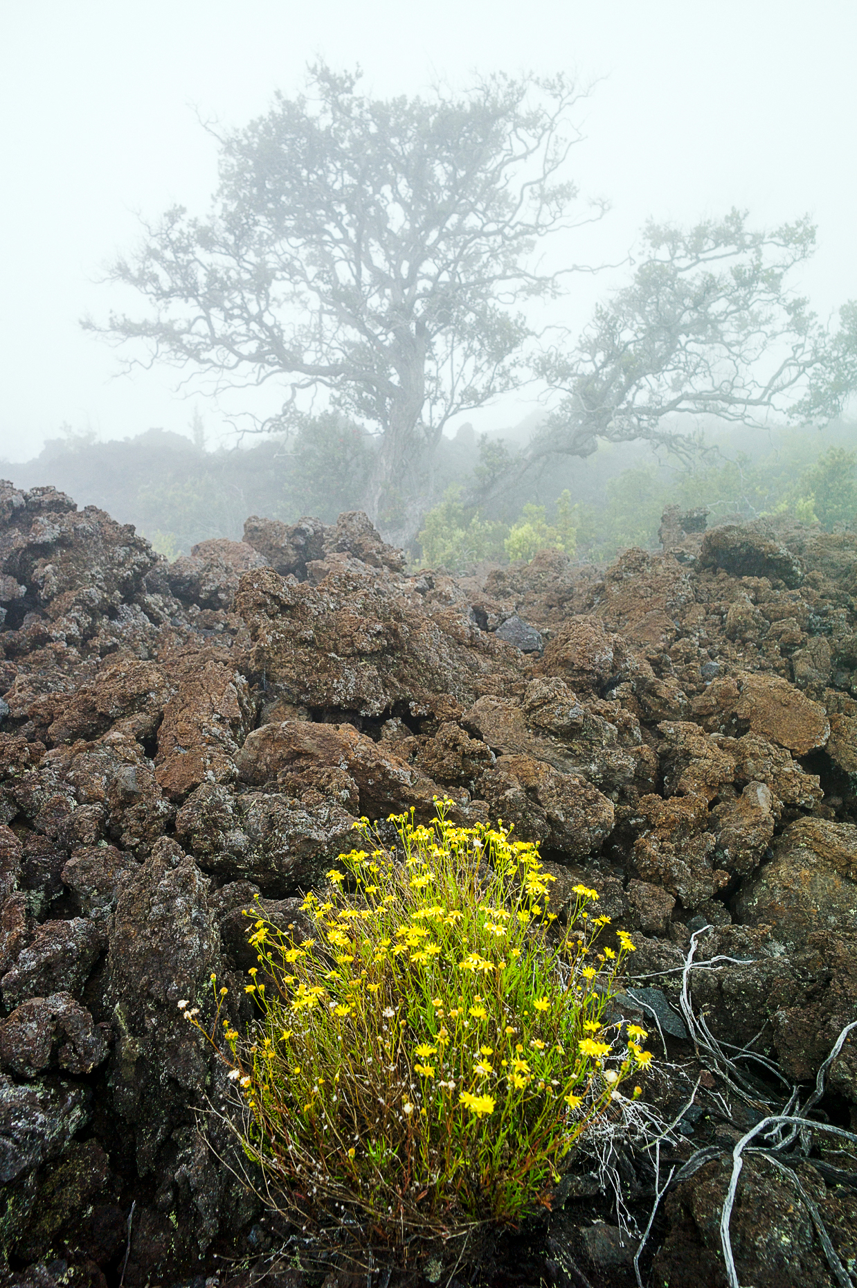 Foggy view of Fireweed; Senecio madagascariensis; daisy; growing in lava rock fields near Mauna Loa Road, Hawai